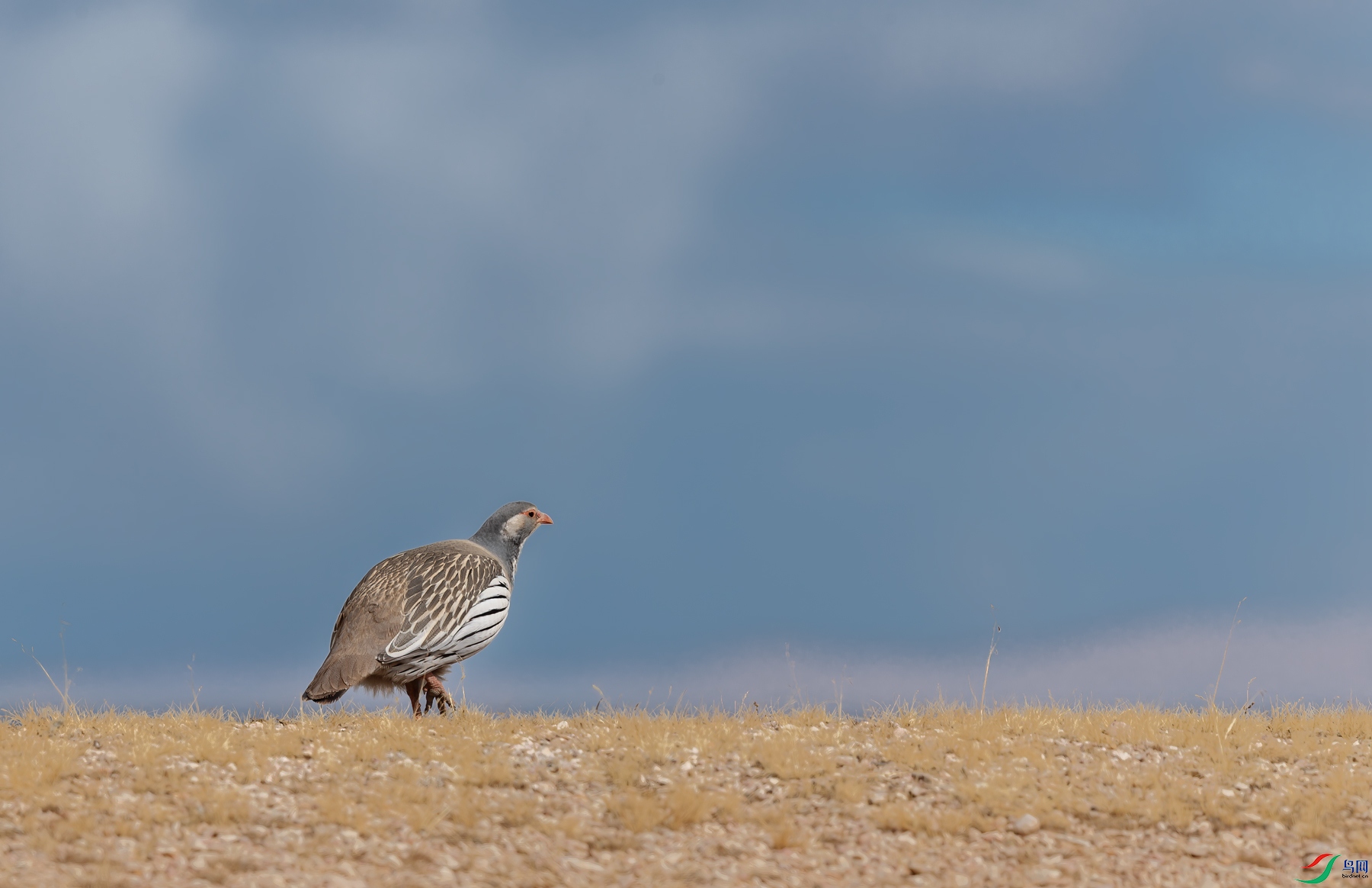 _J1R1203-1.jpg