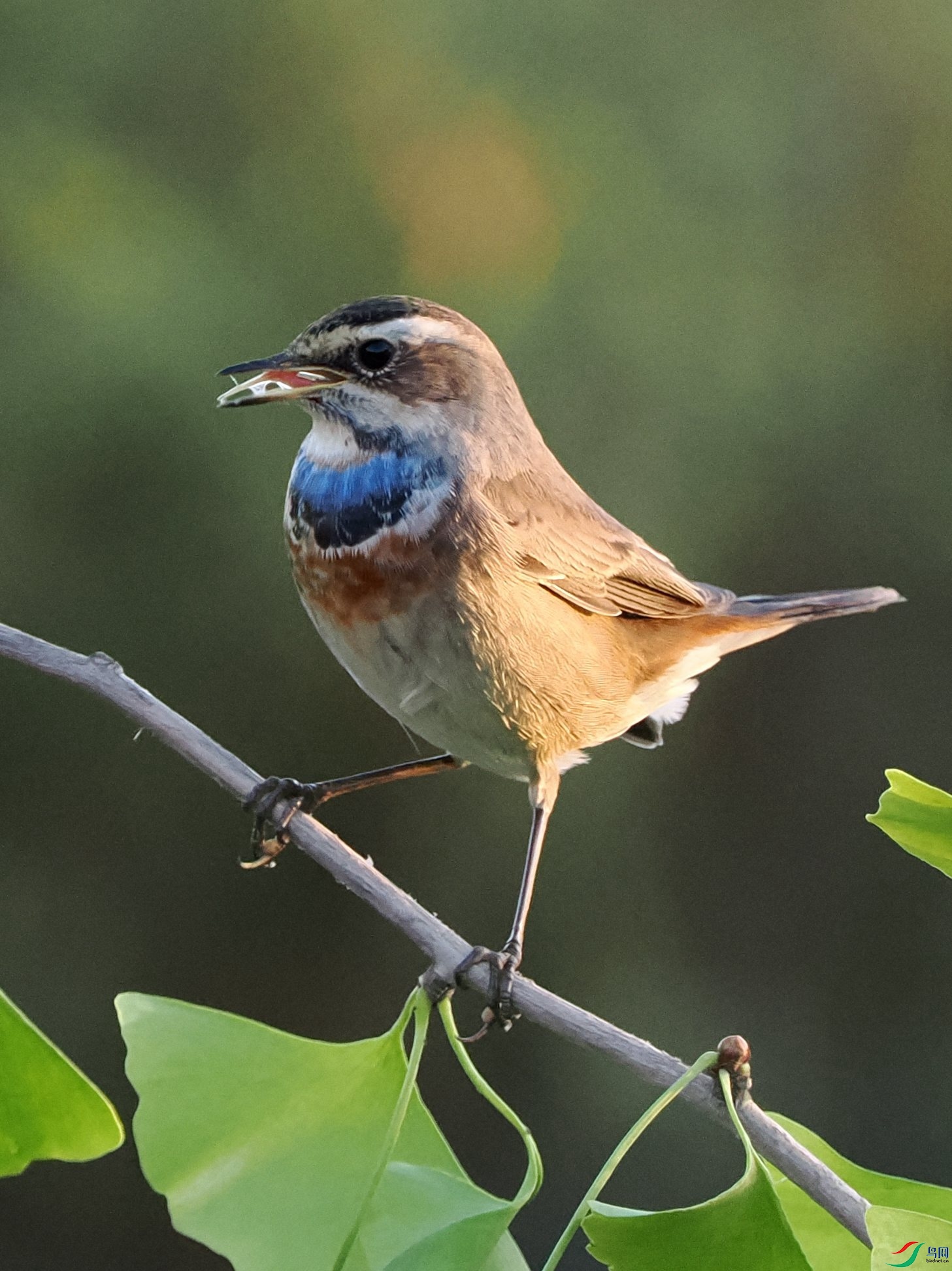 �����ºӱ�ż����λ���ѣ���������