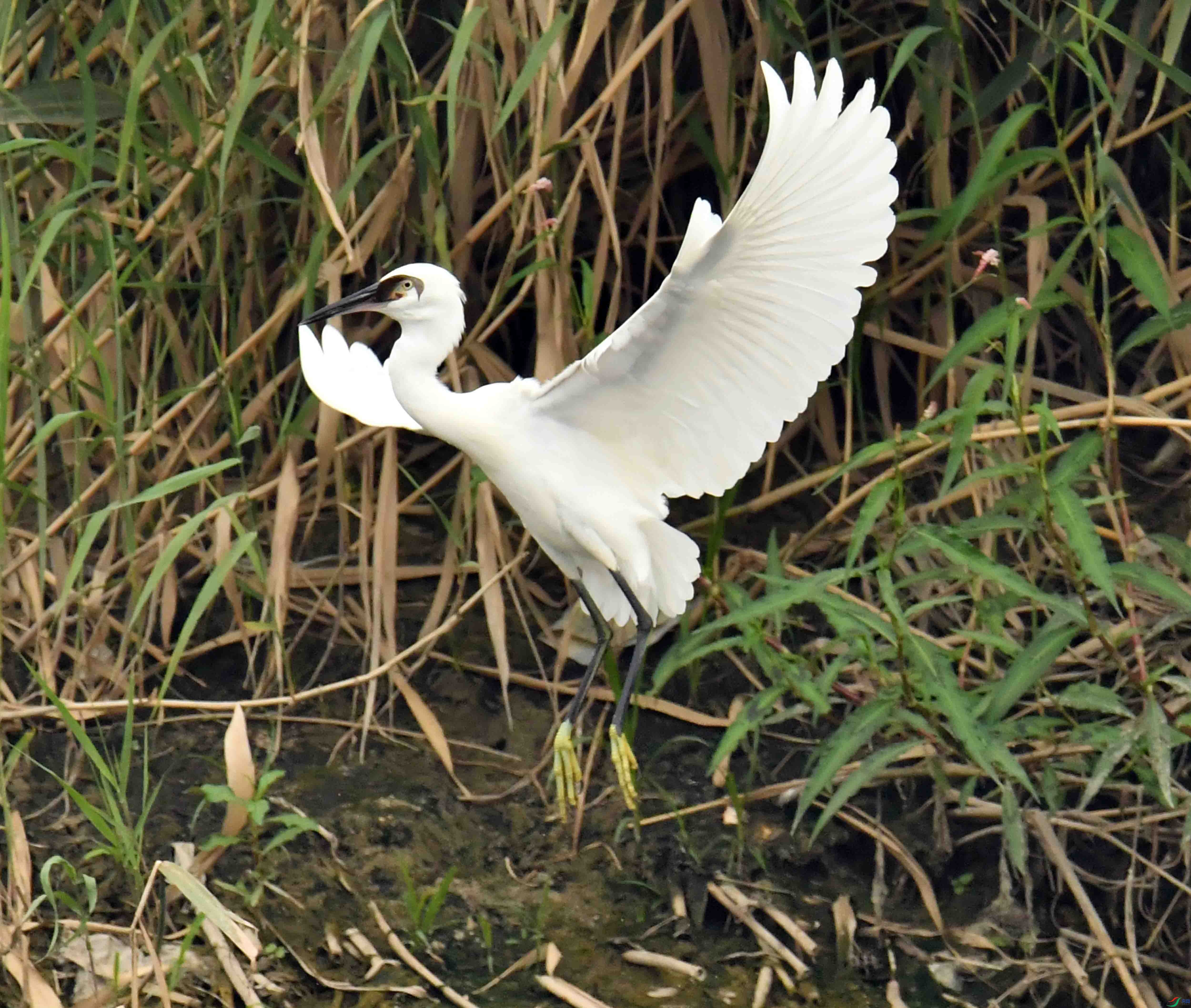 DSC_9937.JPG
