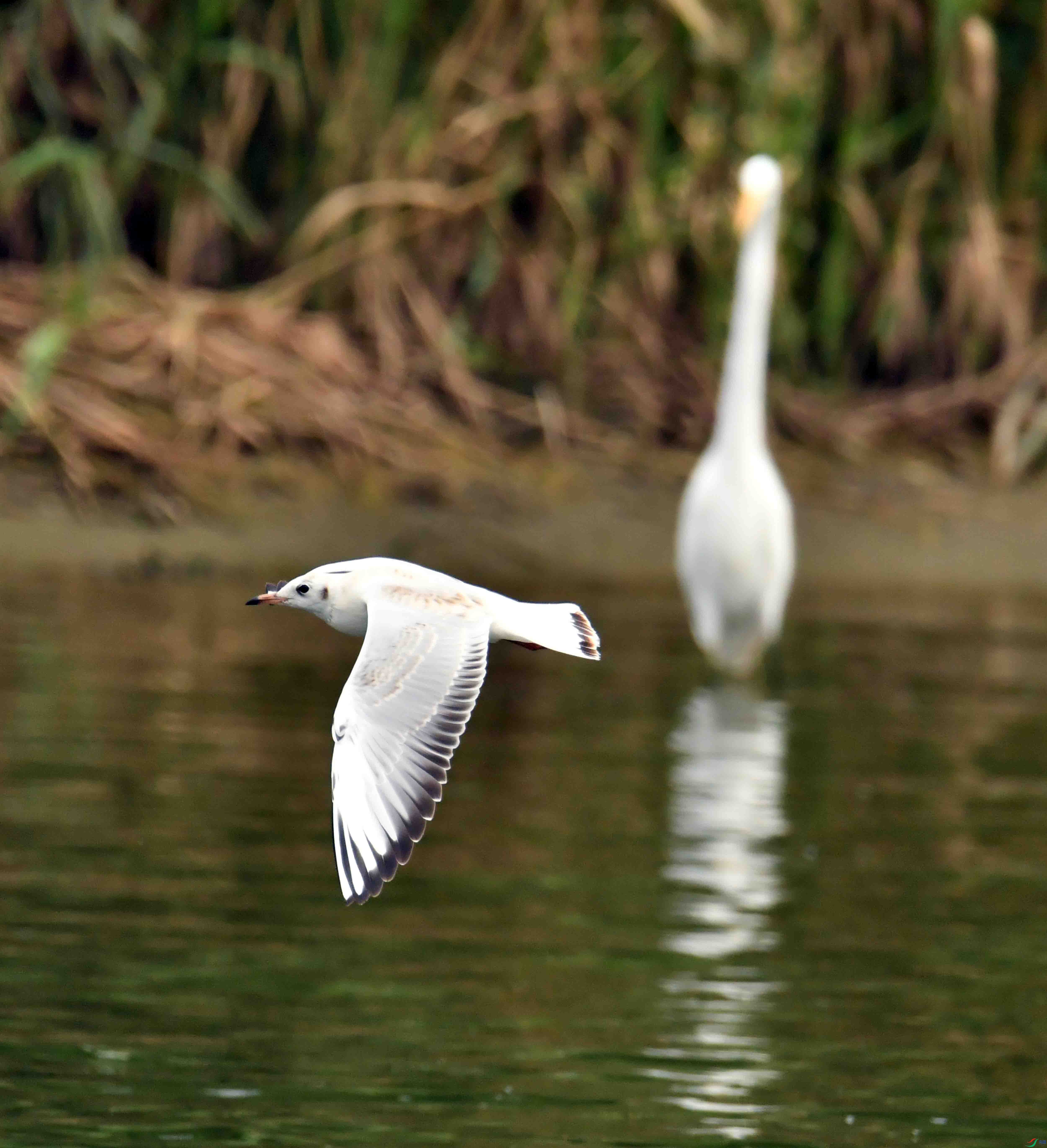 DSC_6073.JPG