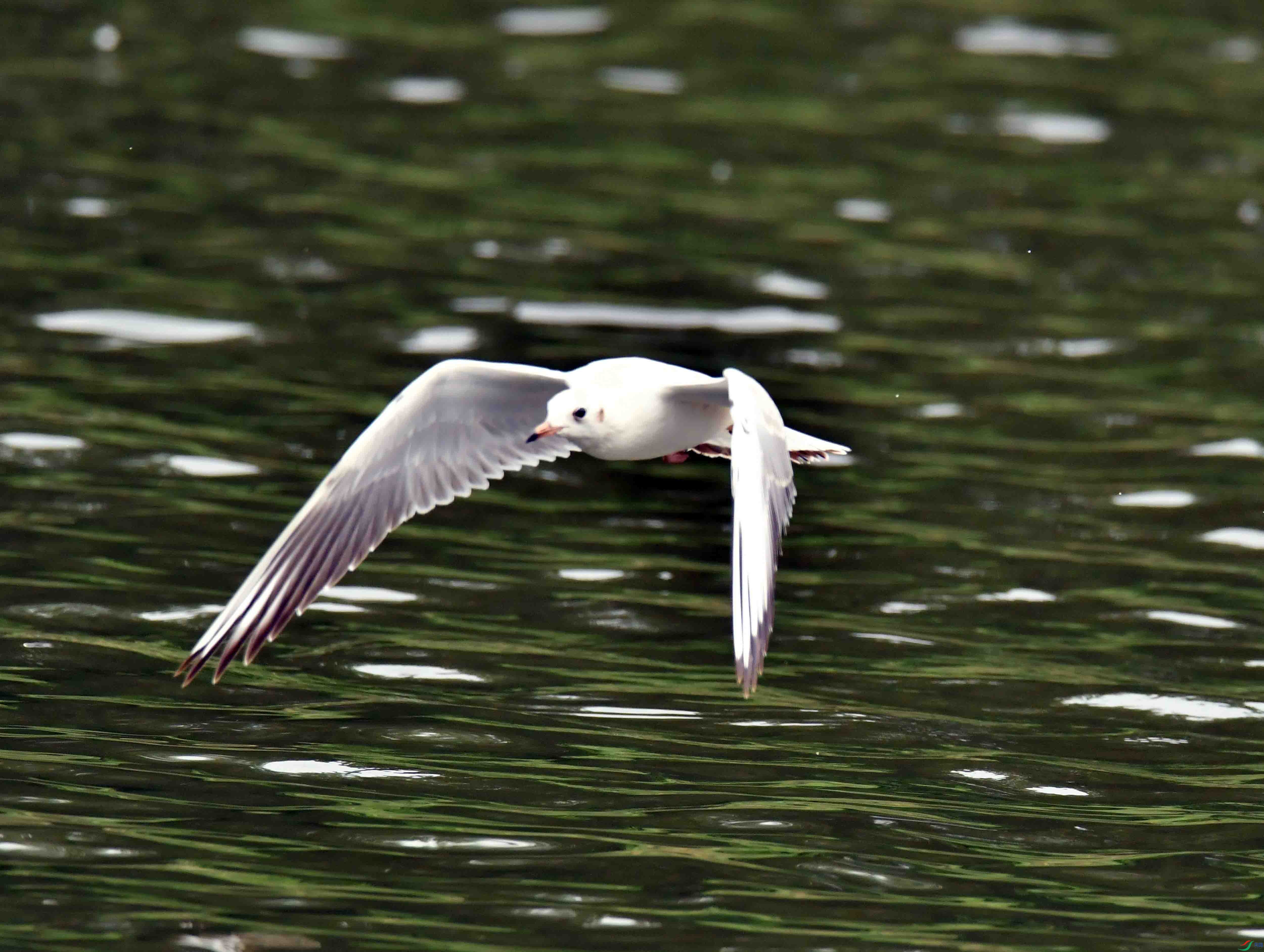 DSC_6076.JPG