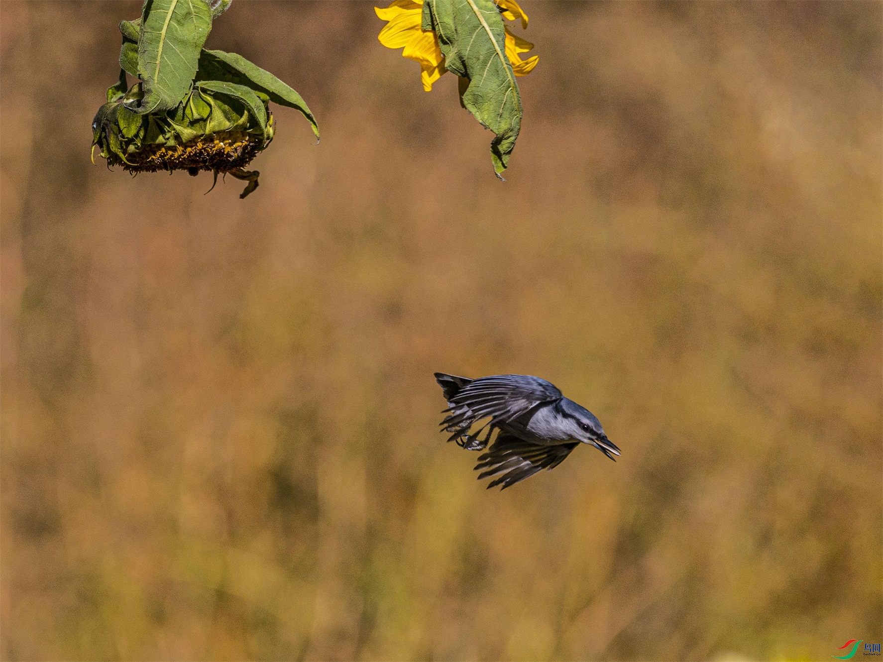 1K3A1902 ����2.jpg