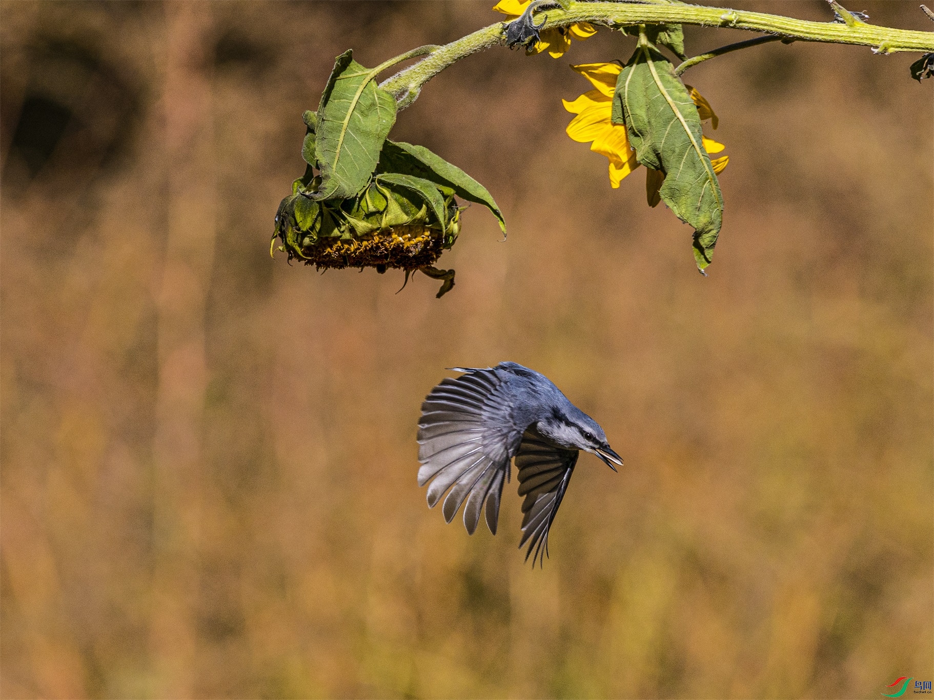 1K3A1901 ����2.jpg