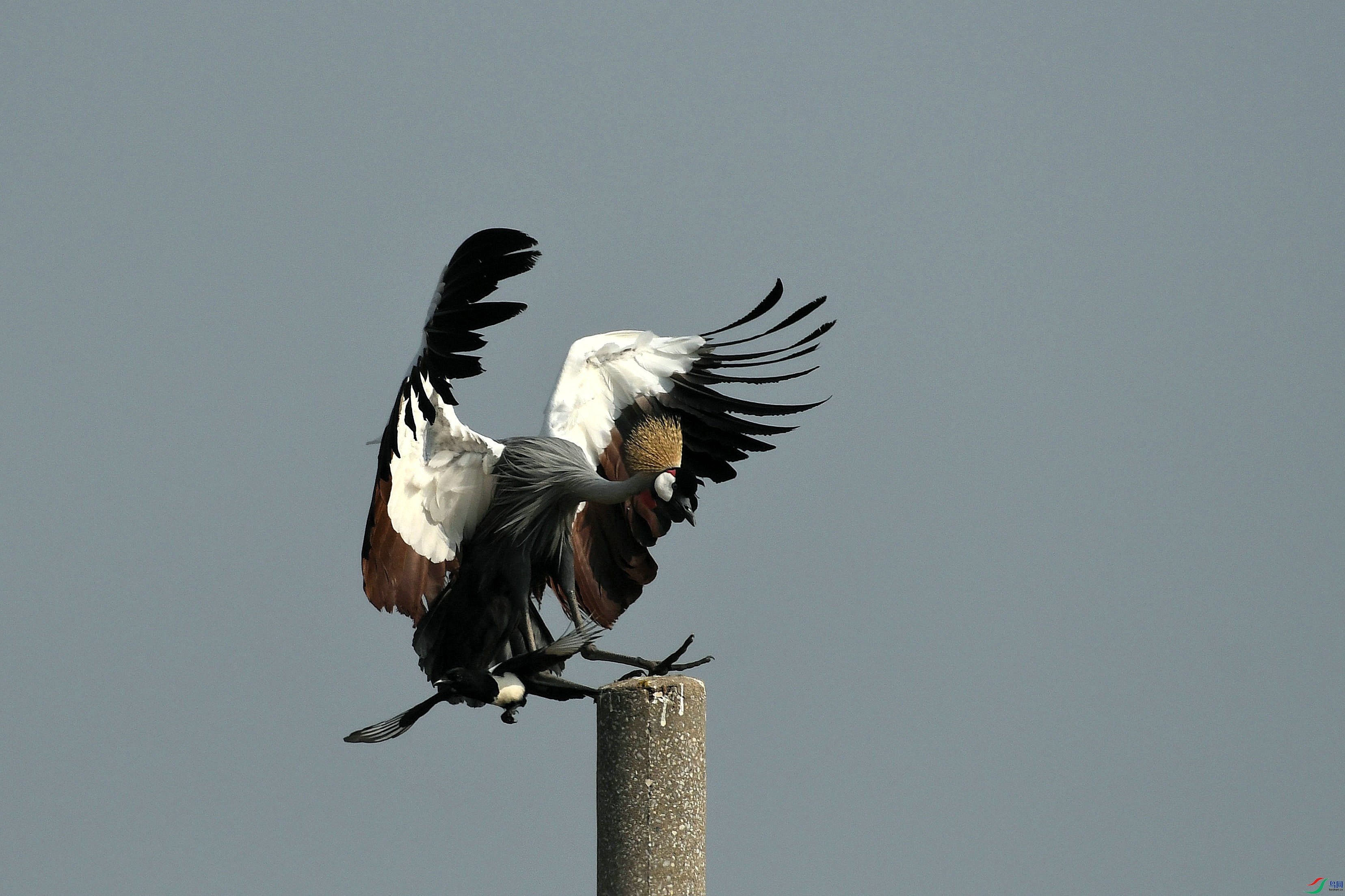 DSC_5286.JPG