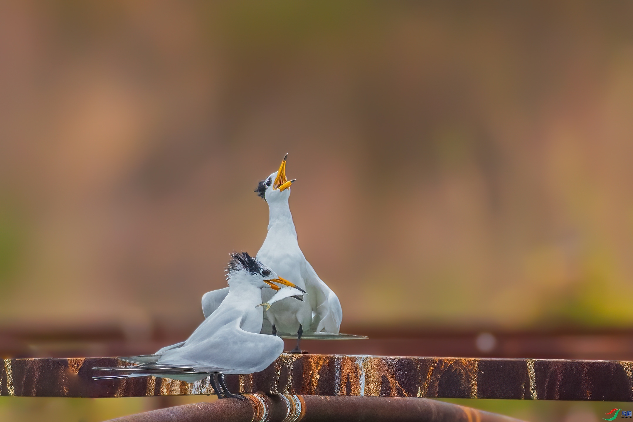 �������е����ڶ��ܵõ��ر�  ���� �Ű�  ����.jpg