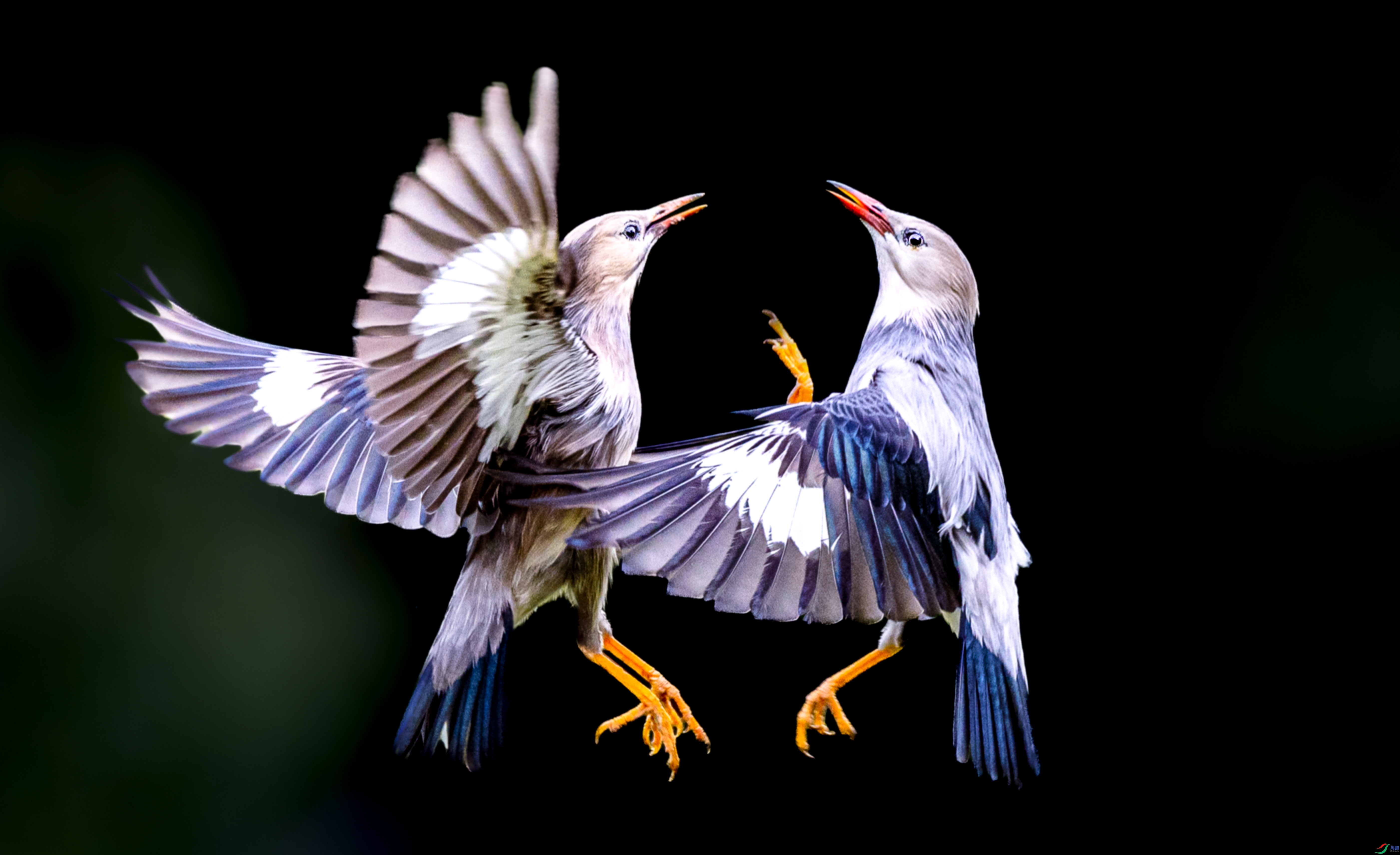 ��� ���� ����ZL ����.jpg