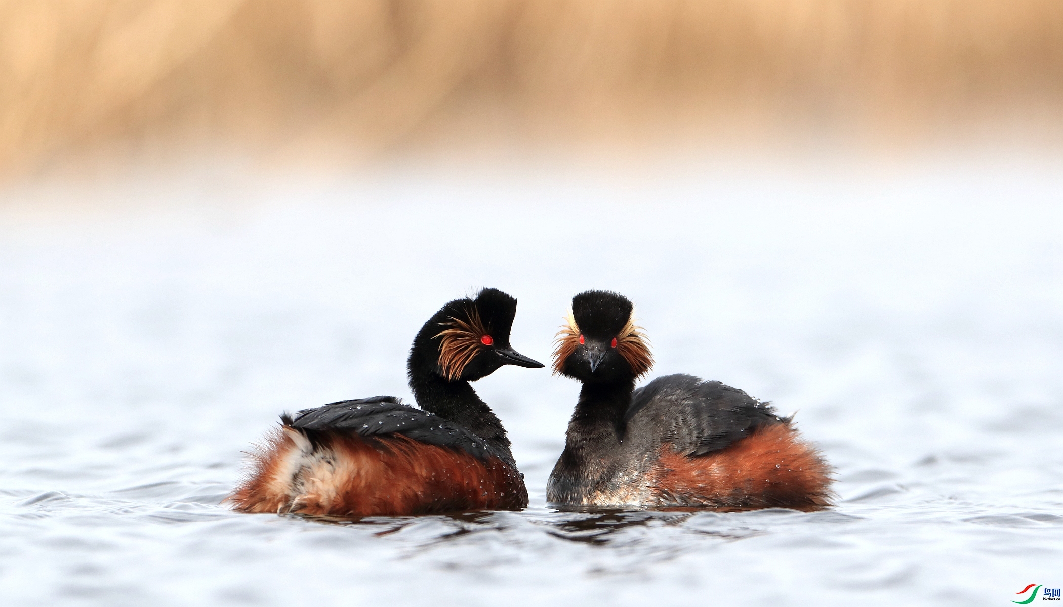 �鶨��ɺ�  ���� ��ǲ ����.jpg