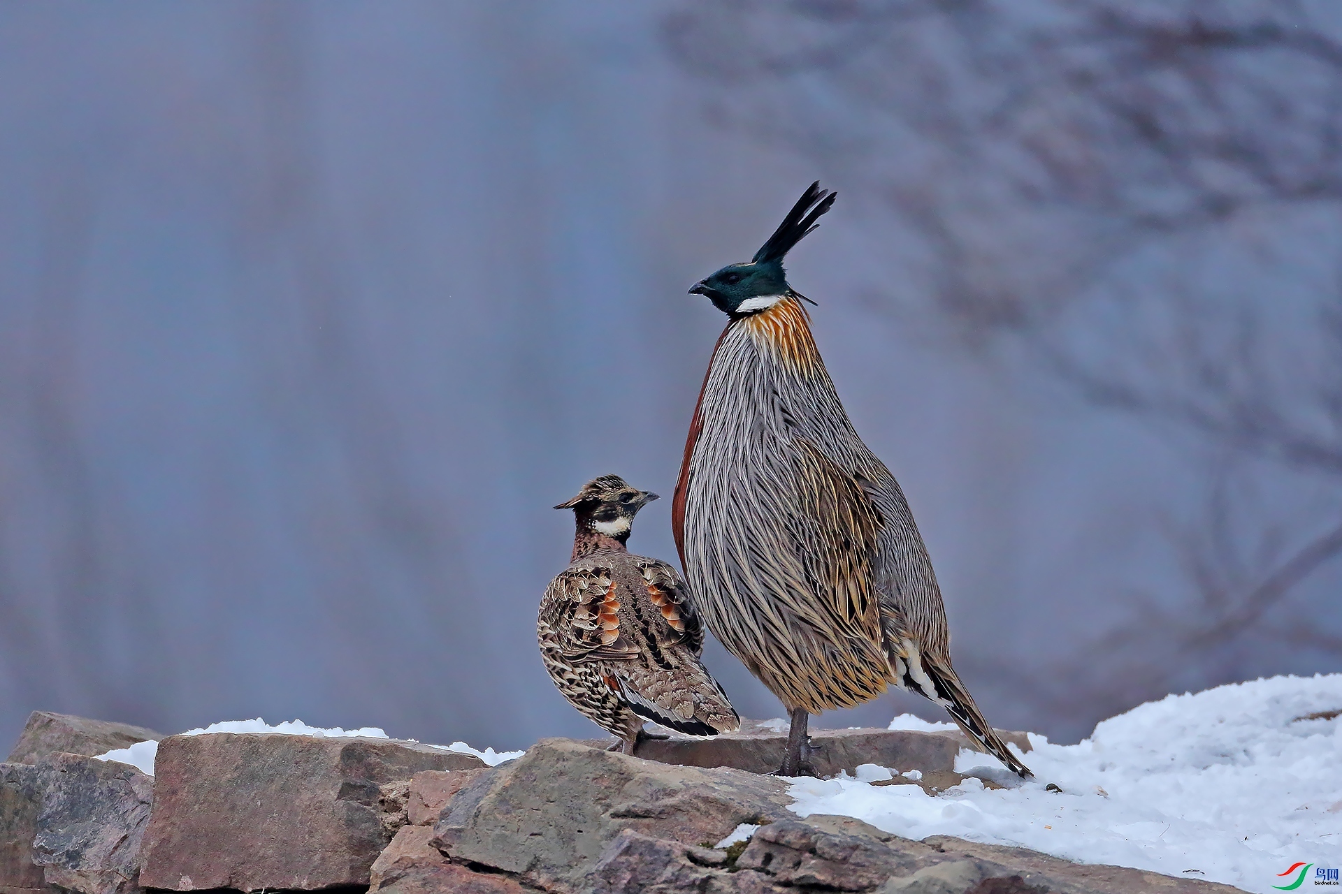 ���ˣ��ؼҰ� ���� Ӣ��hero  ����.jpg