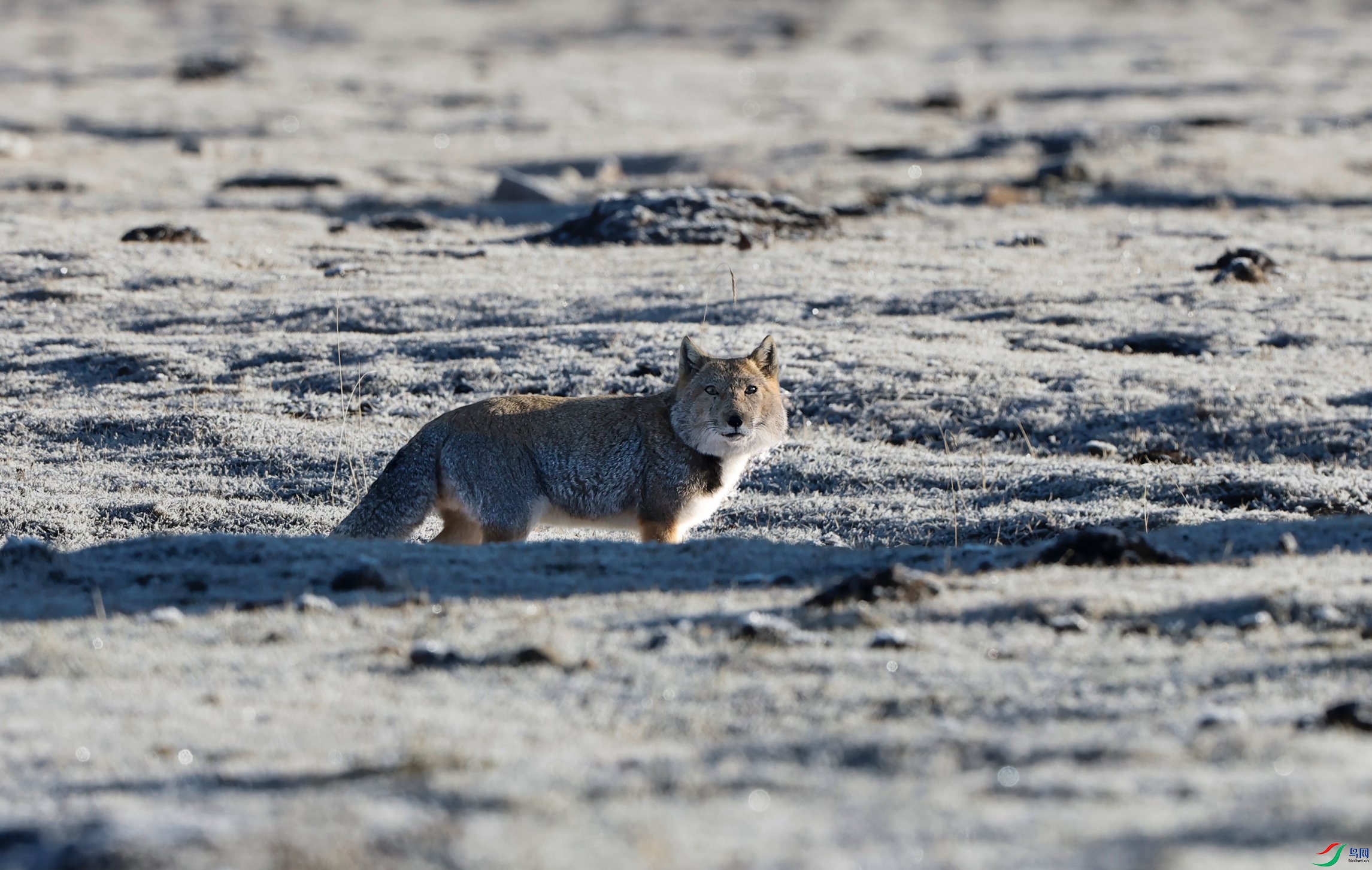 _X5A7864 - ����.JPG