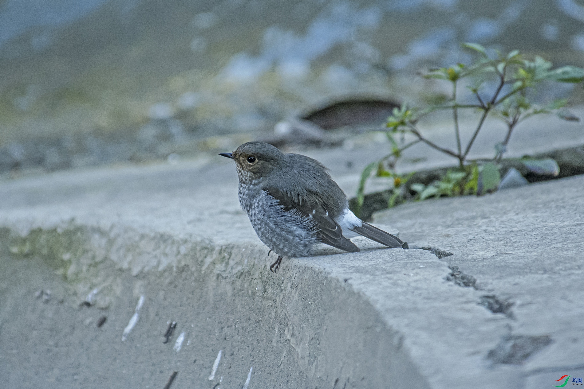 DSC_2460 0.jpg