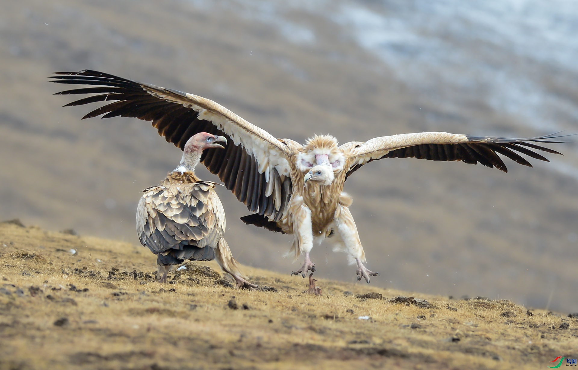 DSC_6162-1.jpg