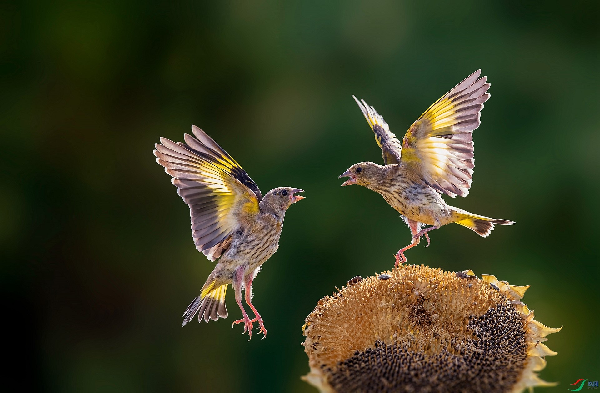 DSC_5462 ����_����.jpg