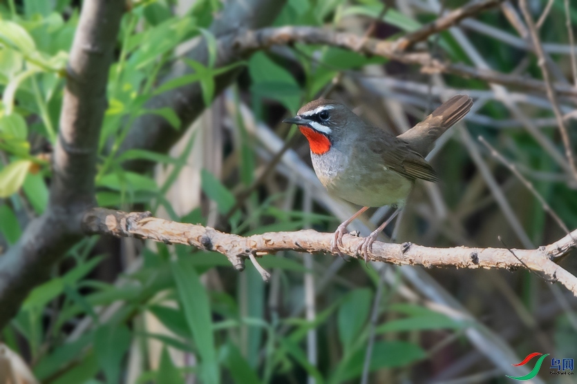 DSC_5314a.jpg