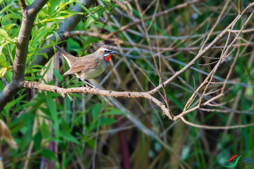 DSC_5271a.jpg