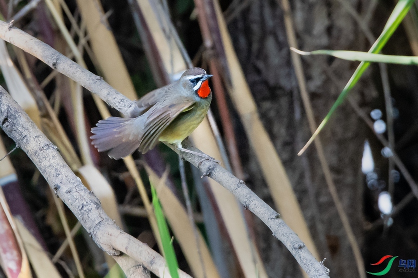 DSC_5238a.jpg