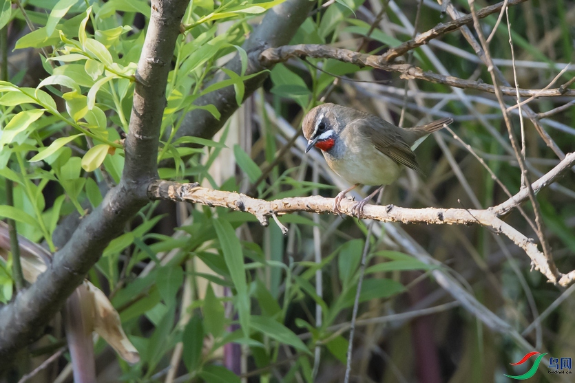 DSC_5355a.jpg