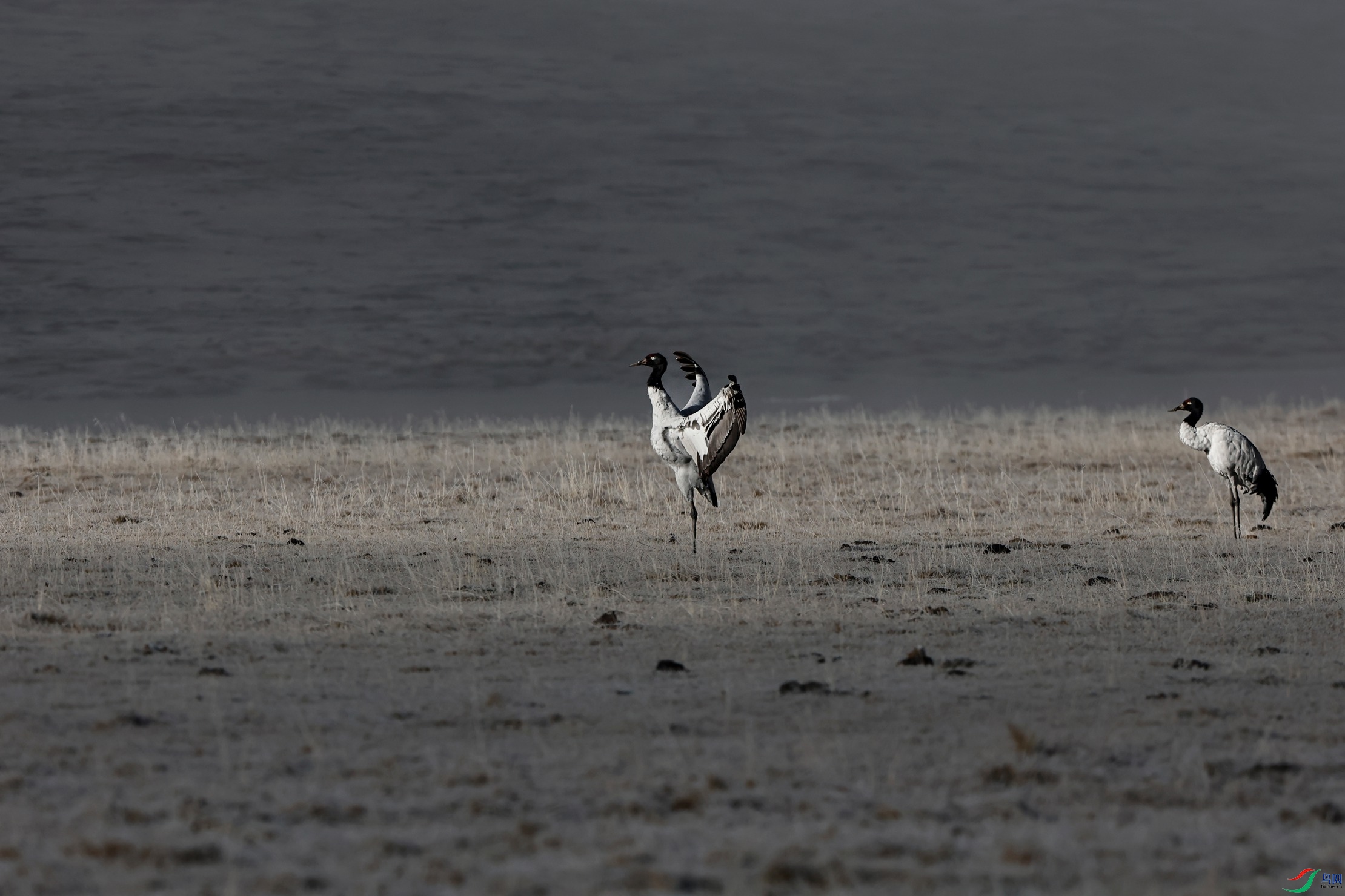 _X5A0246 - ����.JPG