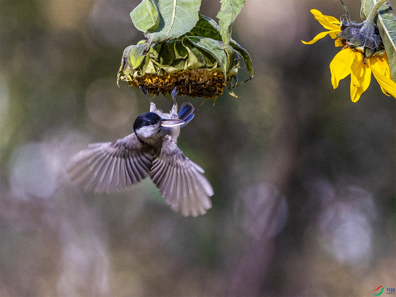 1K3A3607 ����1.jpg