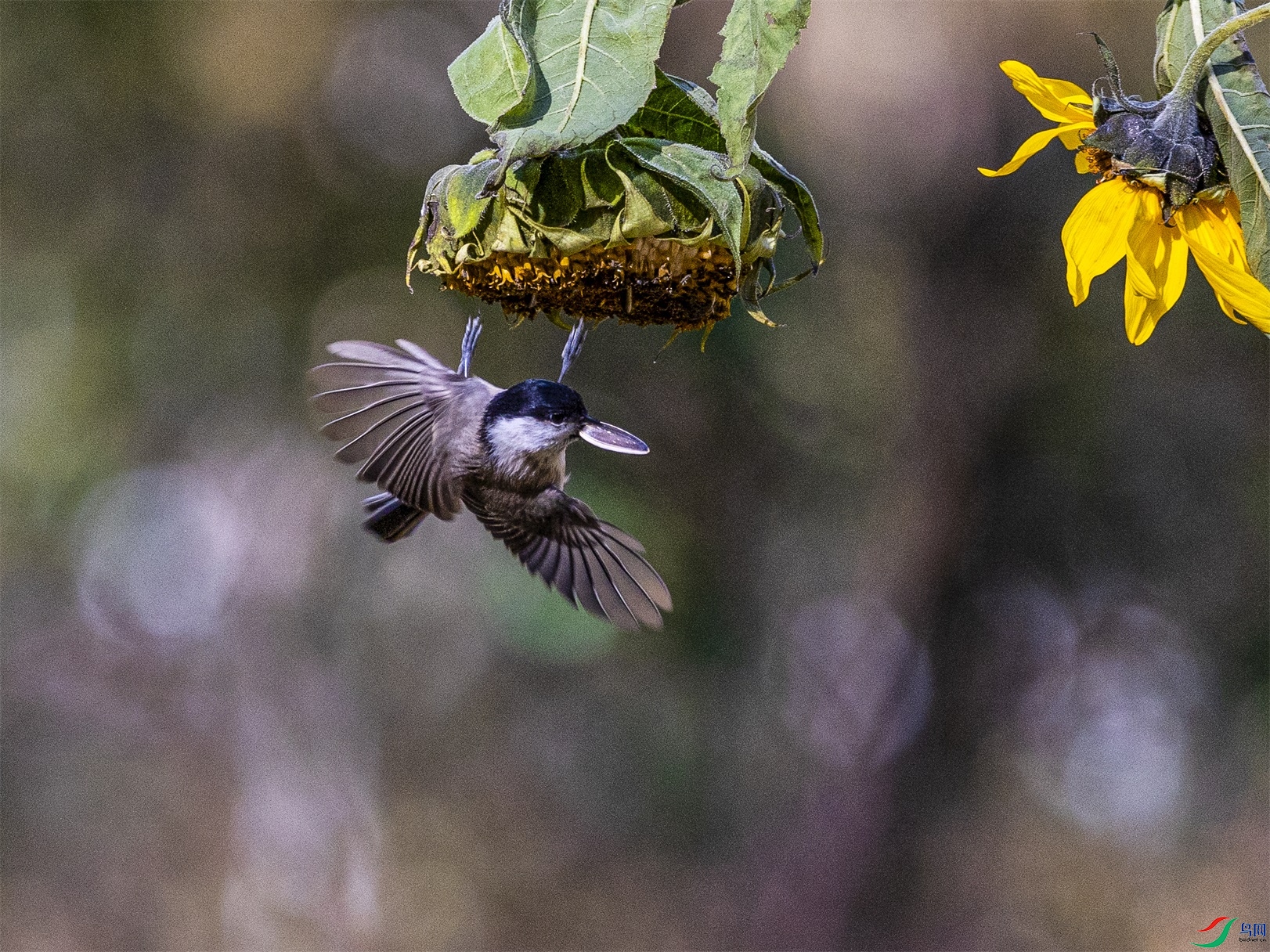 1K3A3608 ����1.jpg