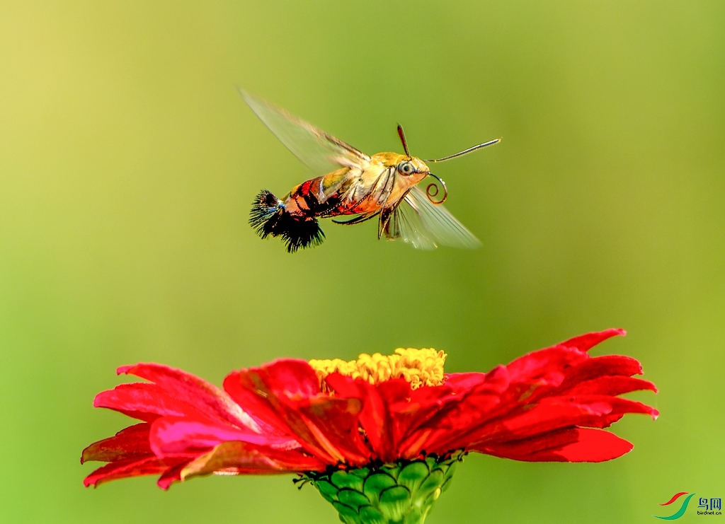 DSC02770-ARW_DxO_DeepPRIME ����.jpg