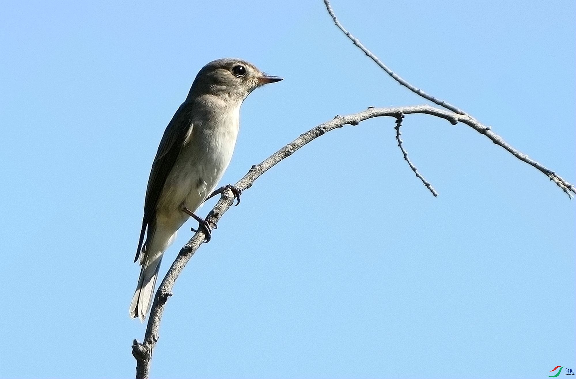 ��֦�ϵı����lDSC02851_����.jpg