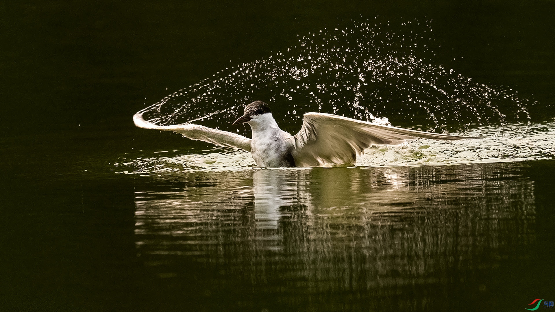 ���Ÿ��ˮ��