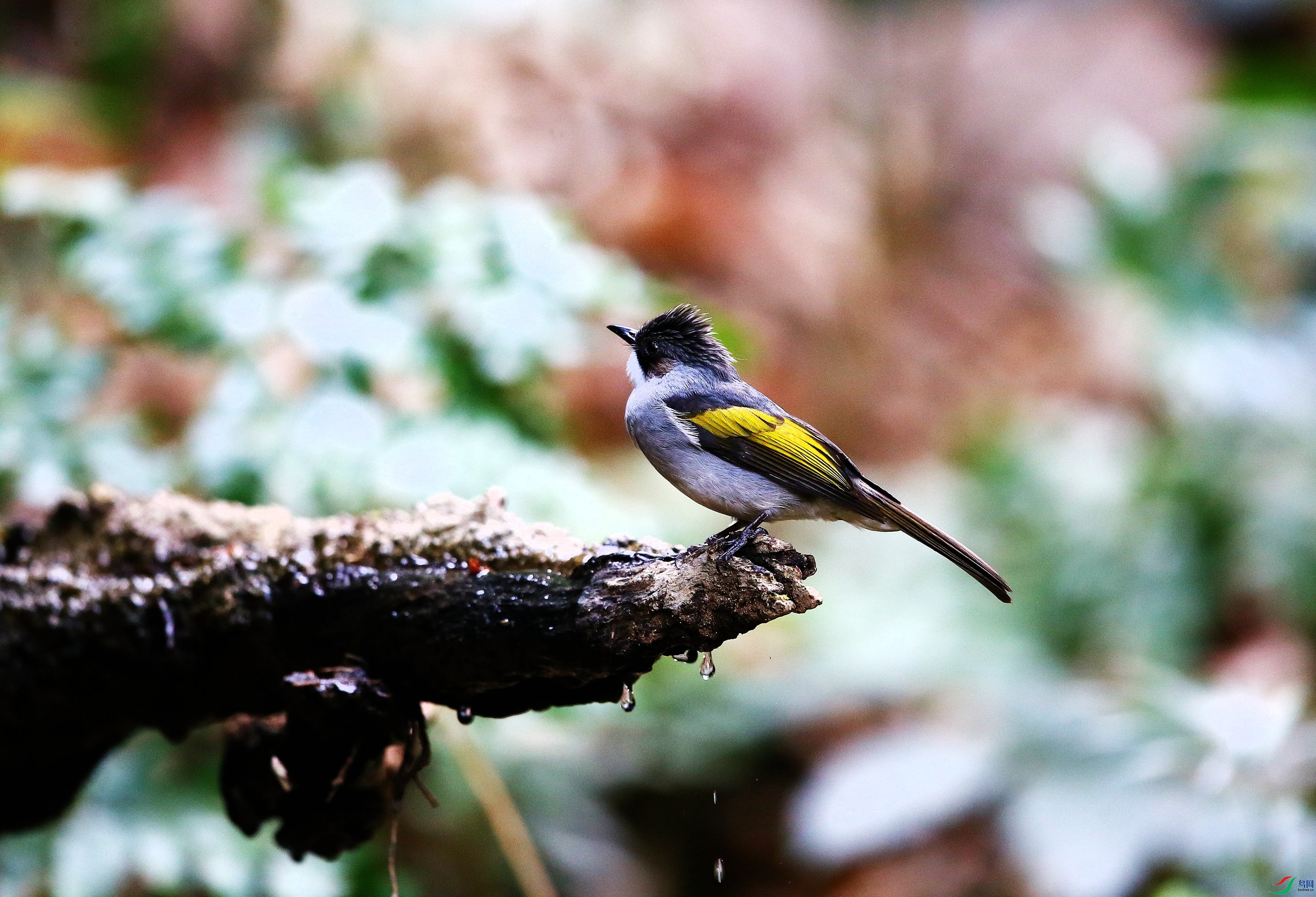 �Ҷ̽��� (1).JPG