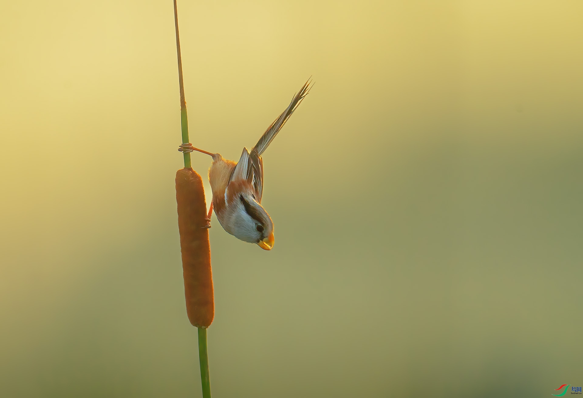 DSC_2130 -1.jpg