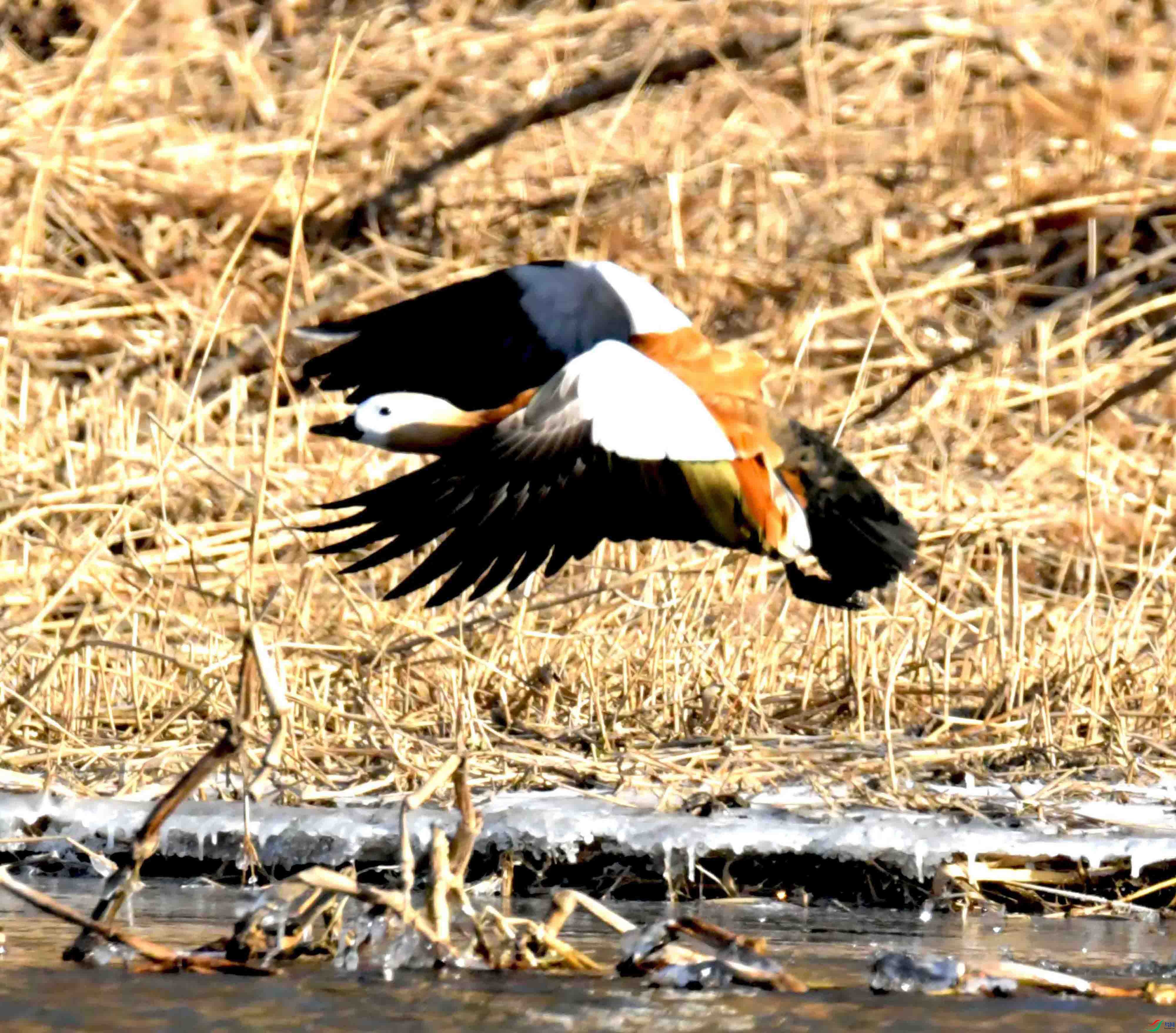 DSC_9242.JPG