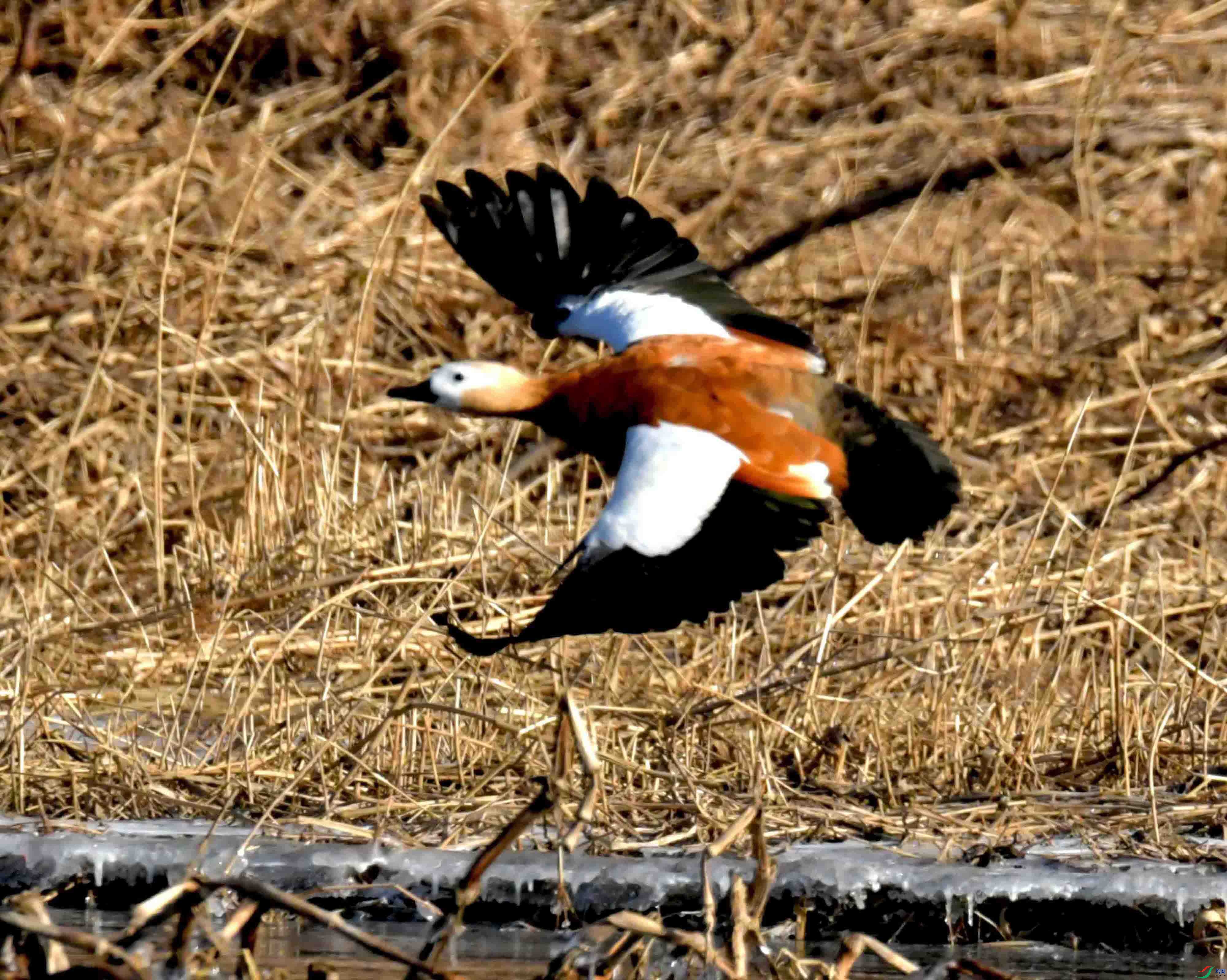 DSC_9243.JPG