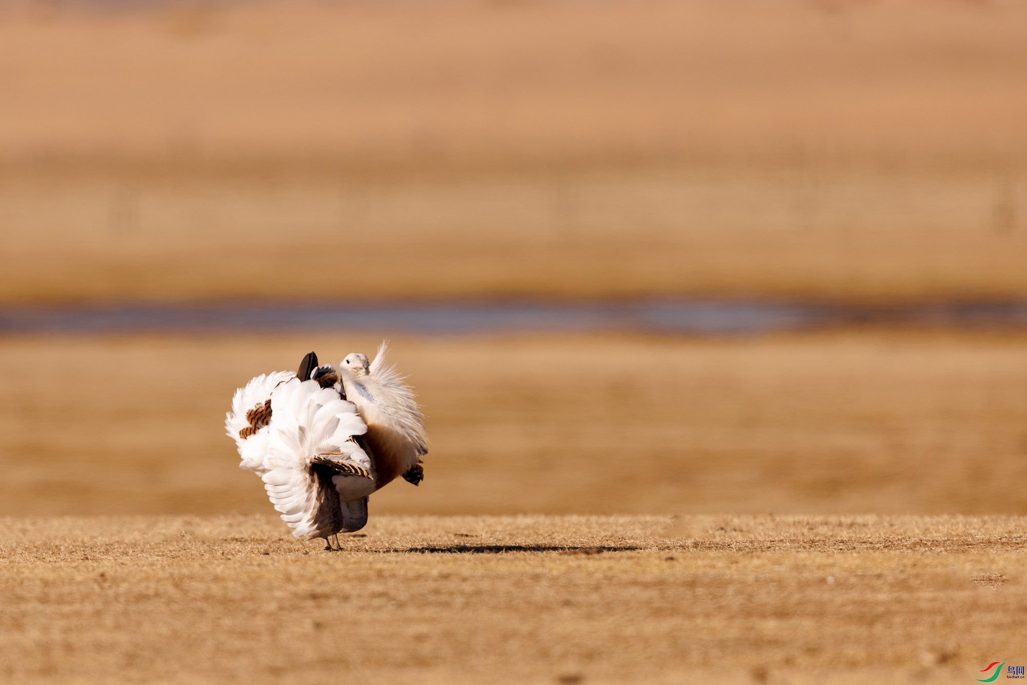 3Z6A0985 ����.jpg