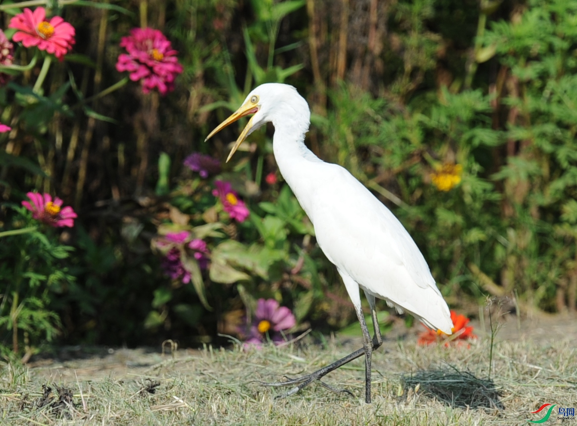 DSC_6931_.jpg