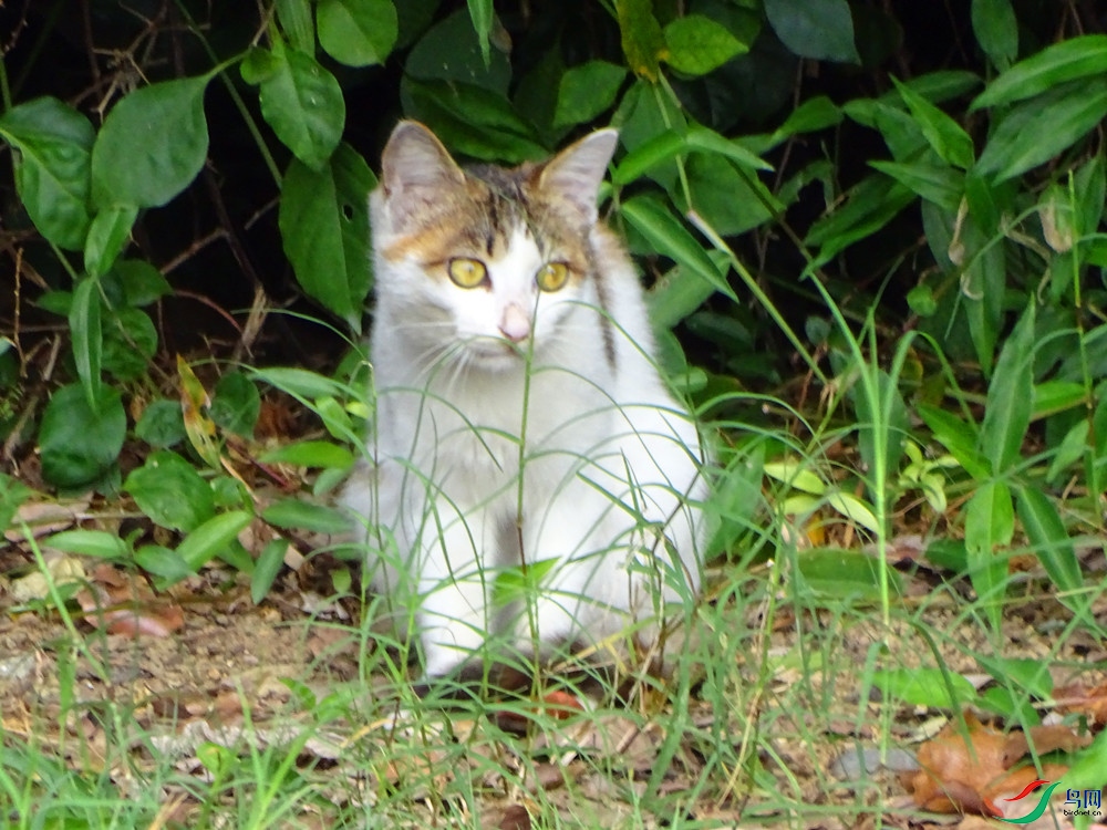 DSC00171_����.jpg