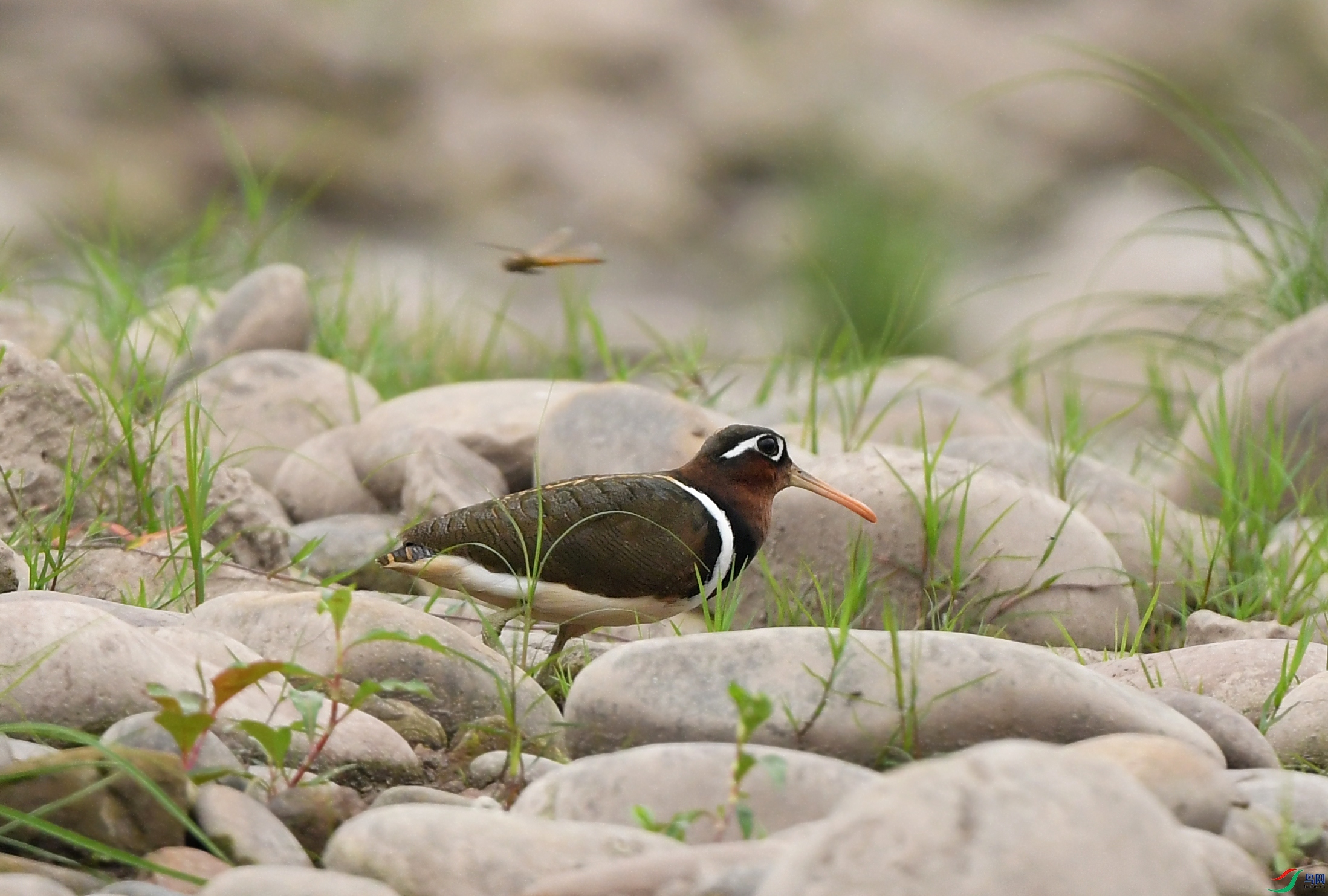 DSC_5051.JPG