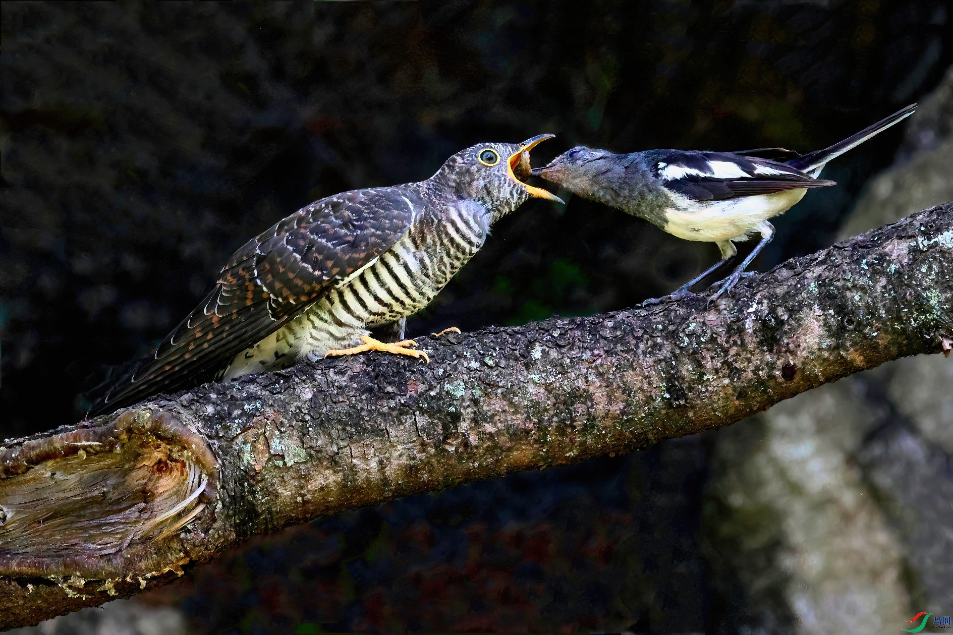 С��ι����