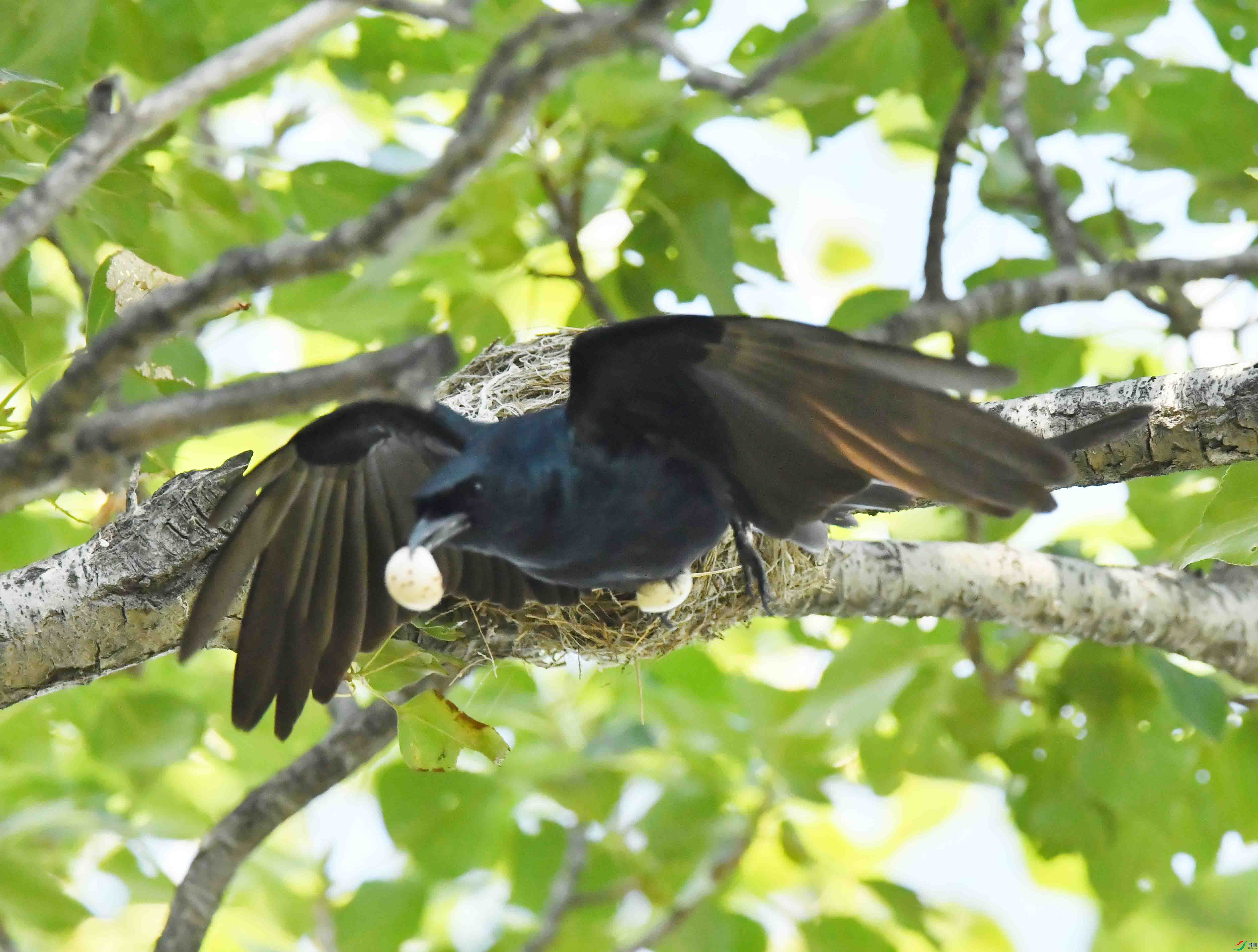DSC_5333.JPG