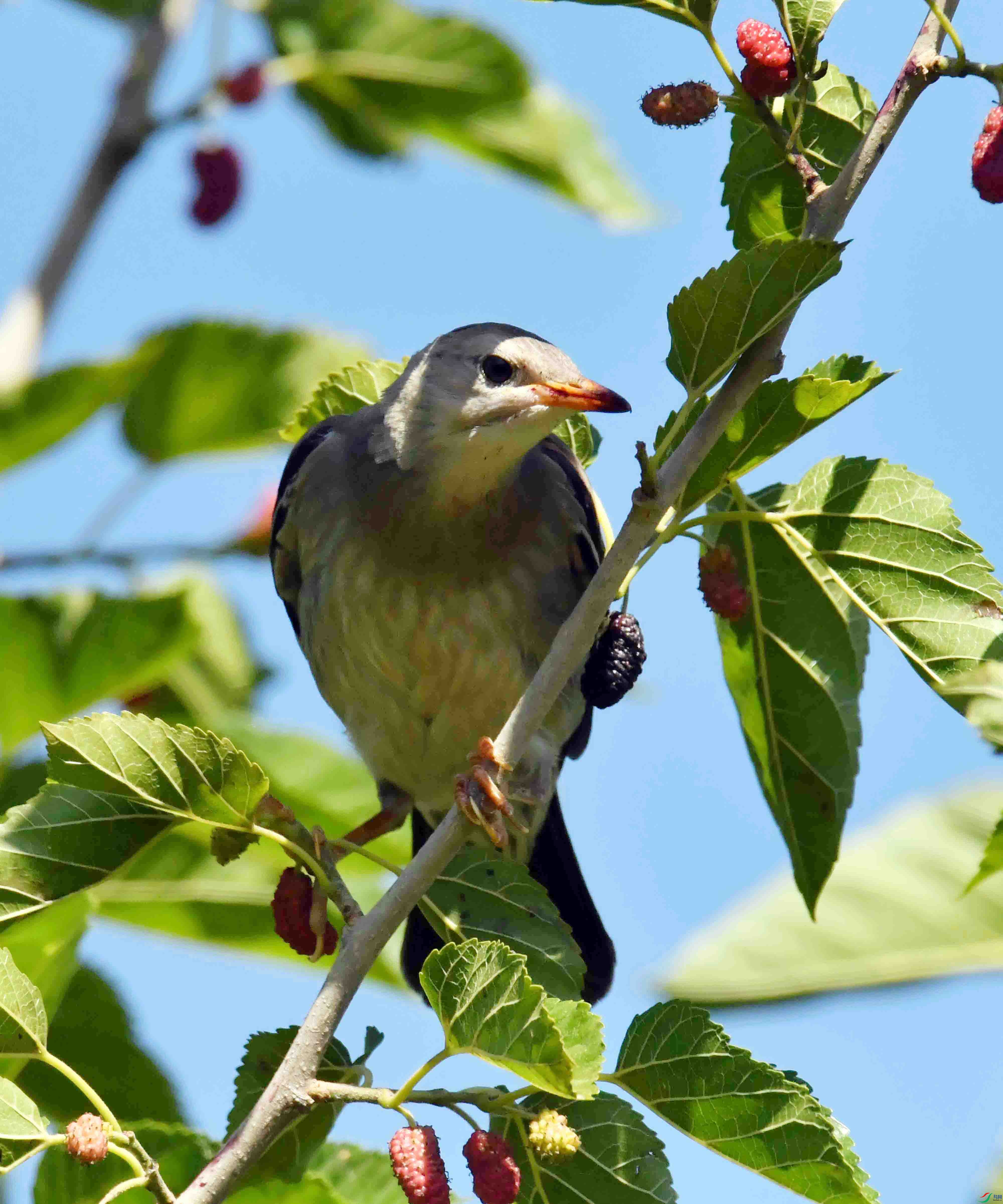 DSC_3499.JPG