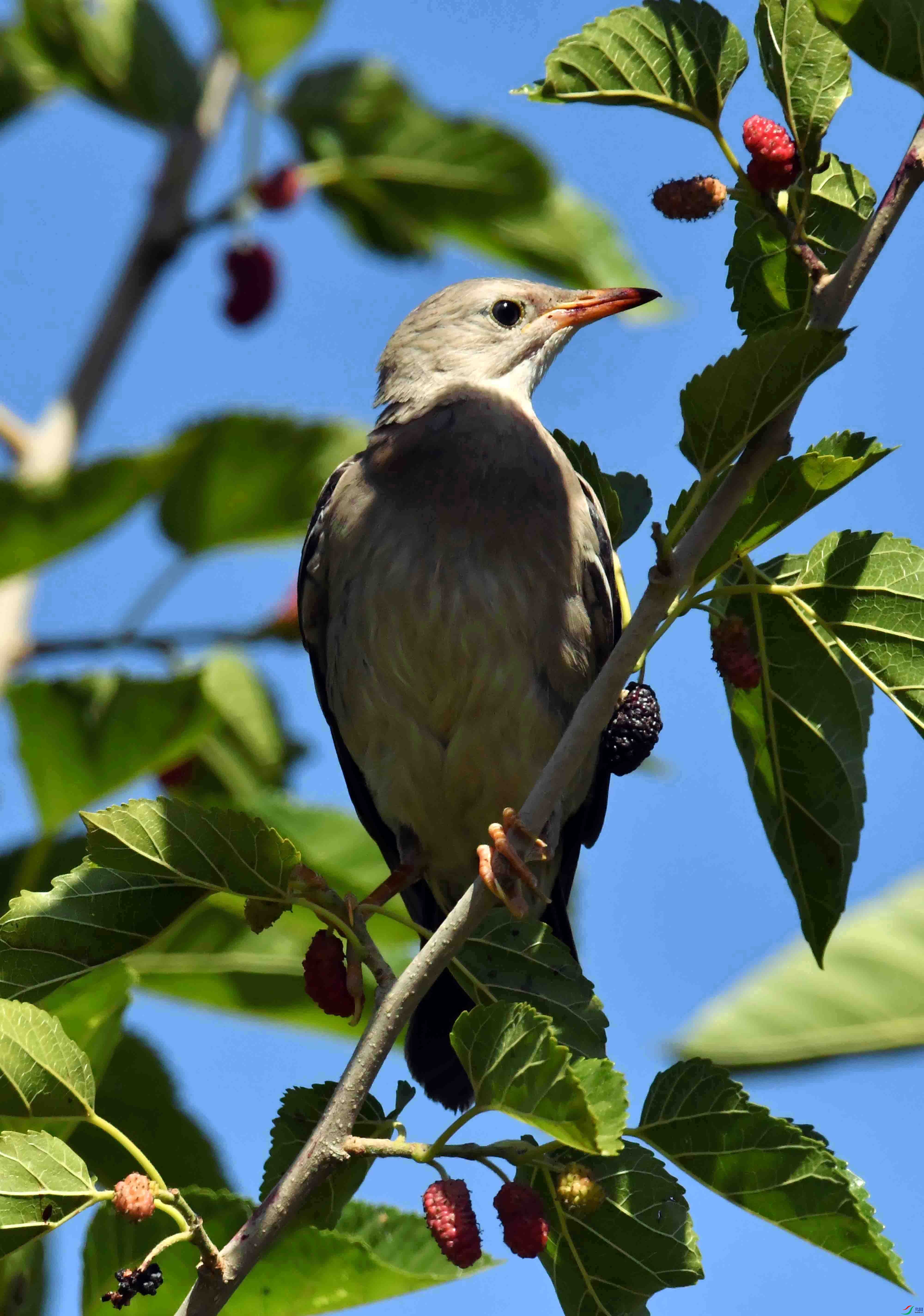 DSC_3508.JPG