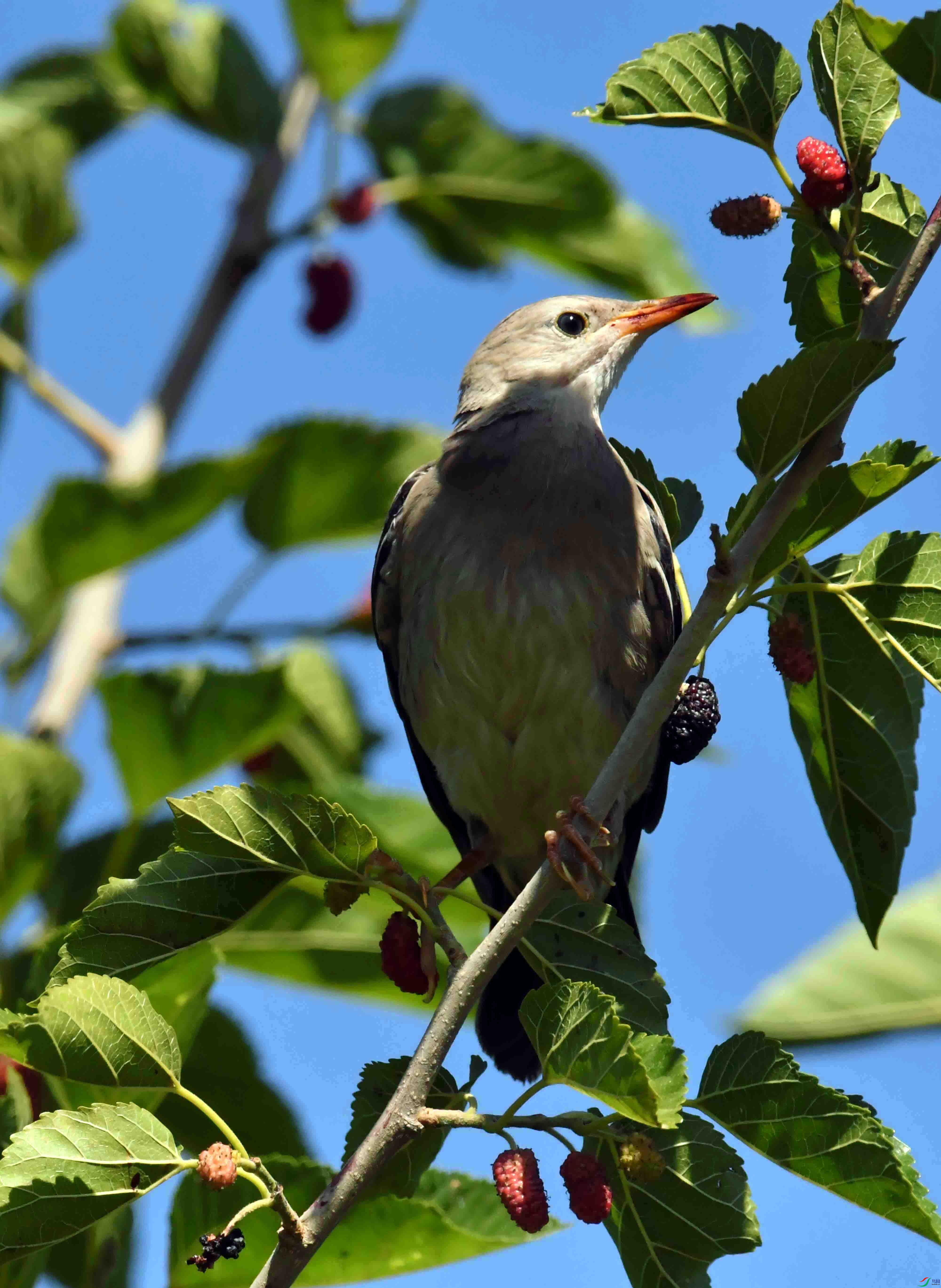 DSC_3507.JPG