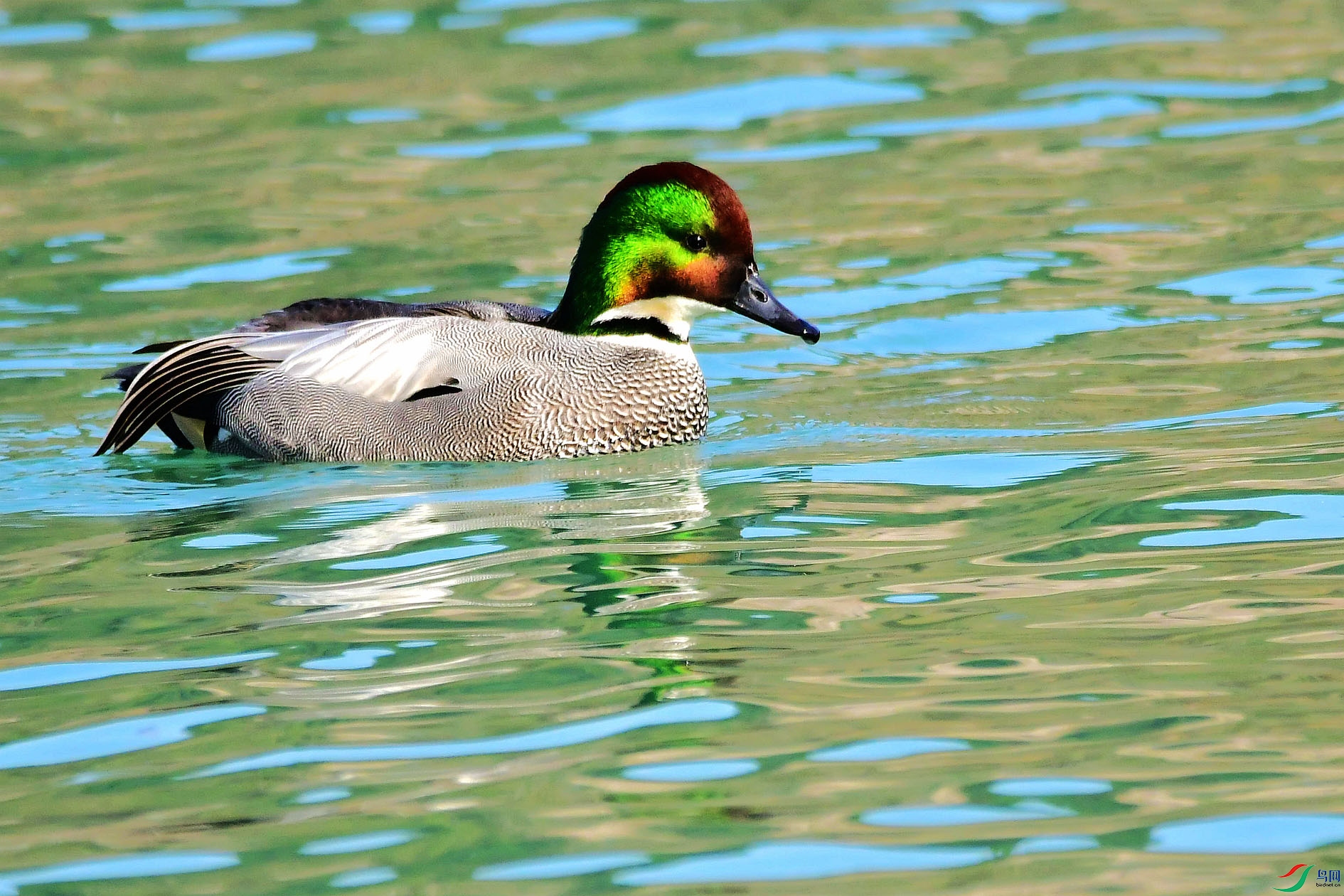 DSC_4398_����.jpg