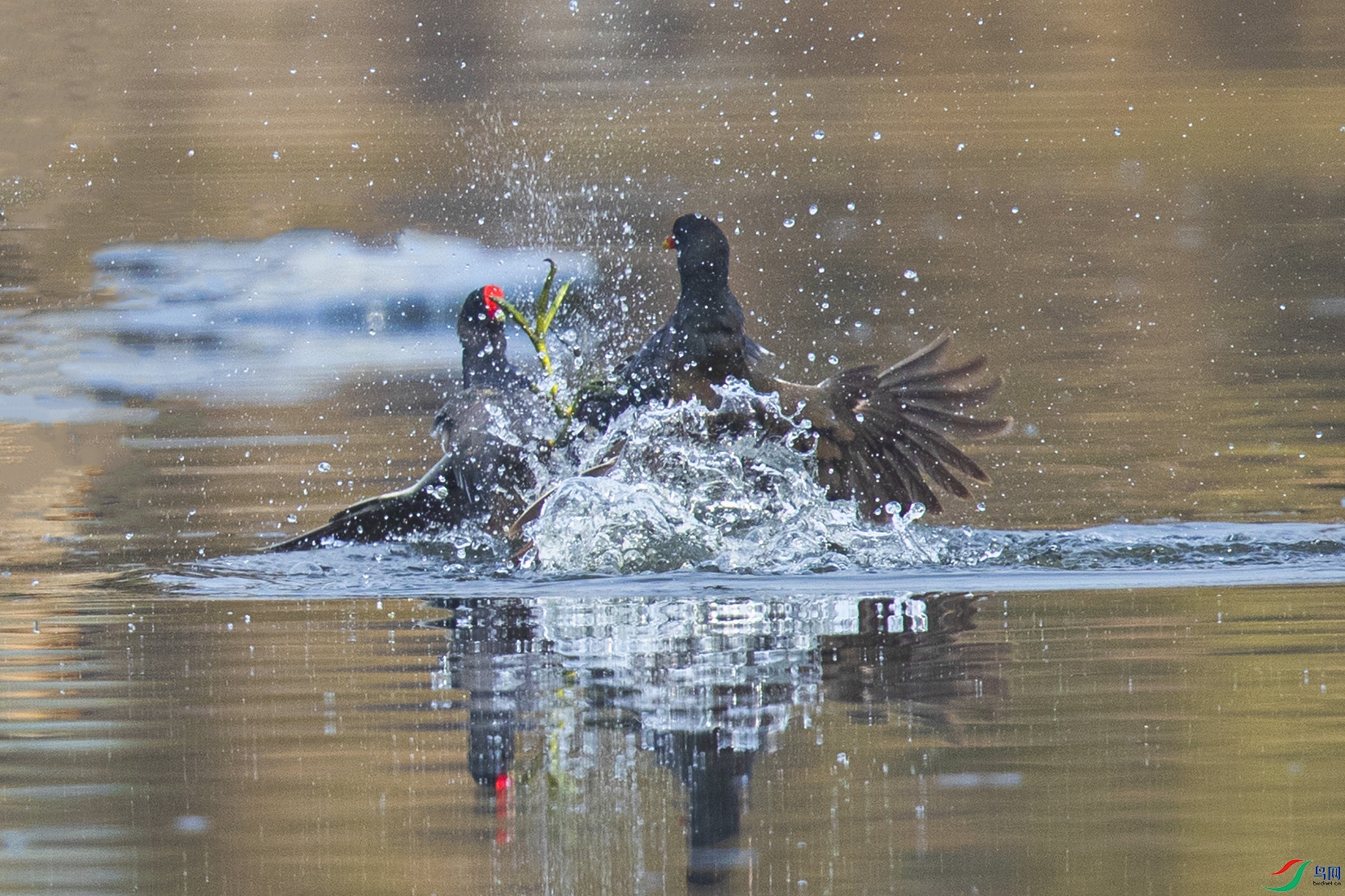 _90I2208 ����.jpg