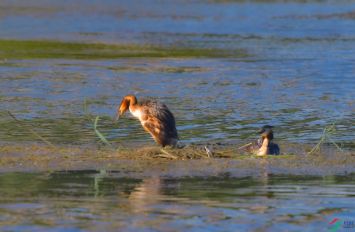 DSC_4784.JPG