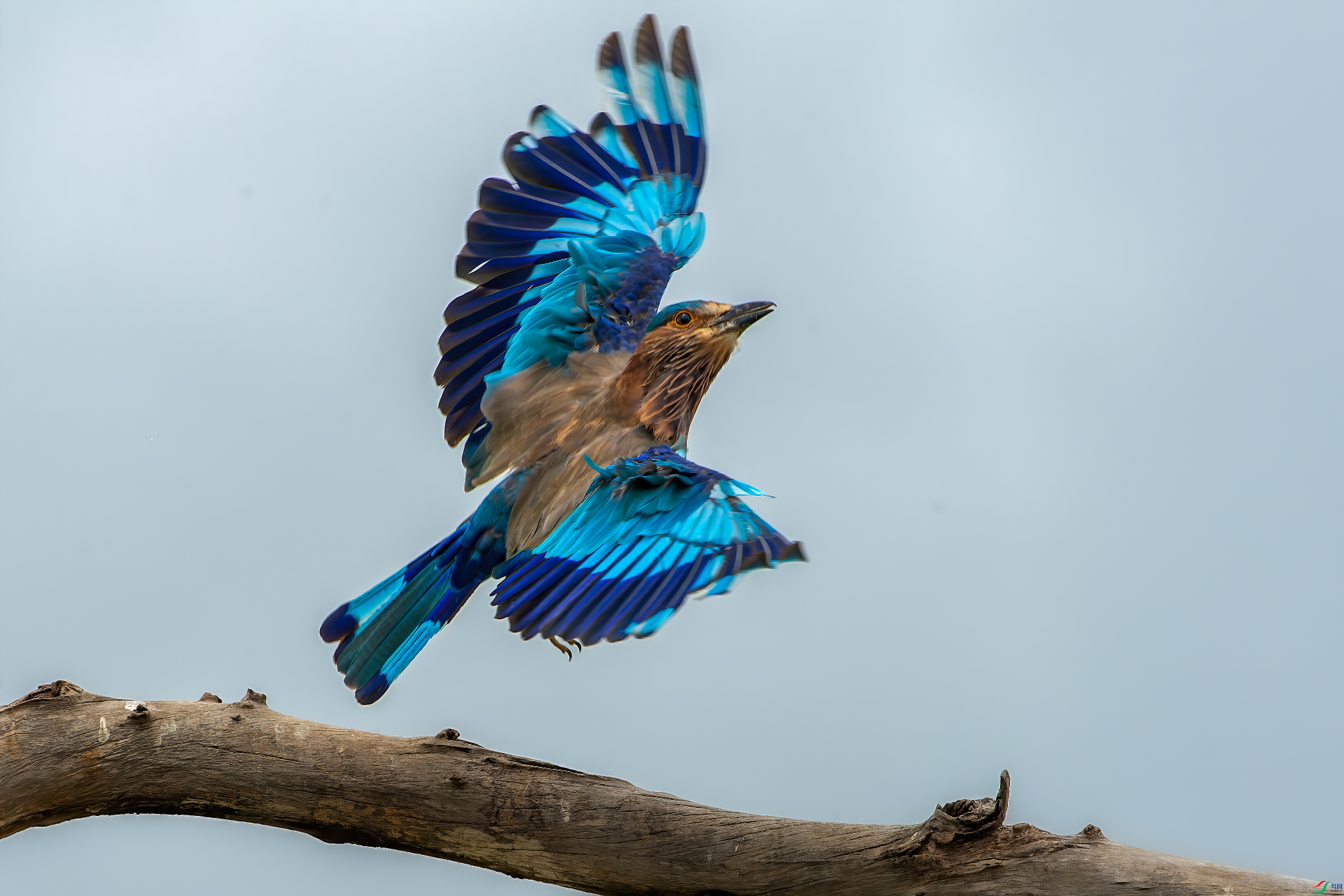 DSC_4225.jpg