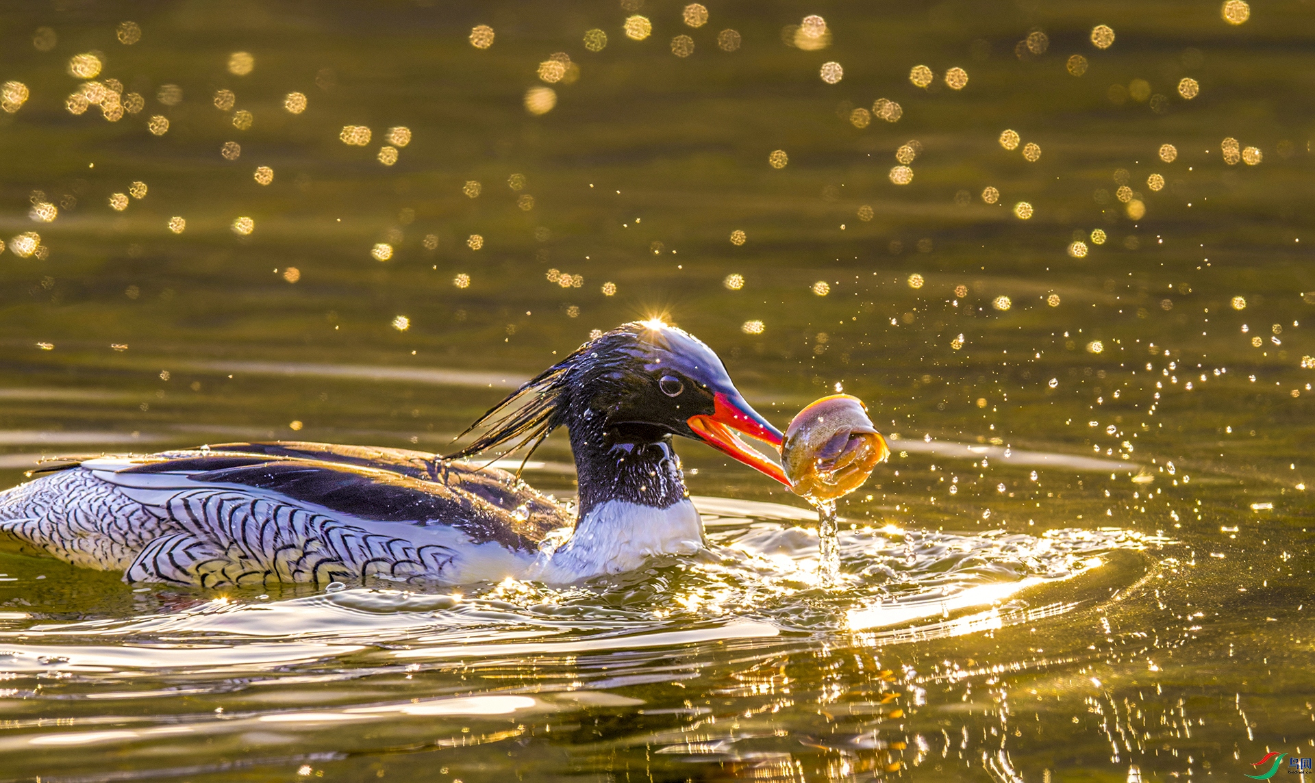 _DSC3363-NEF_DxO_DeepPRIME.jpg