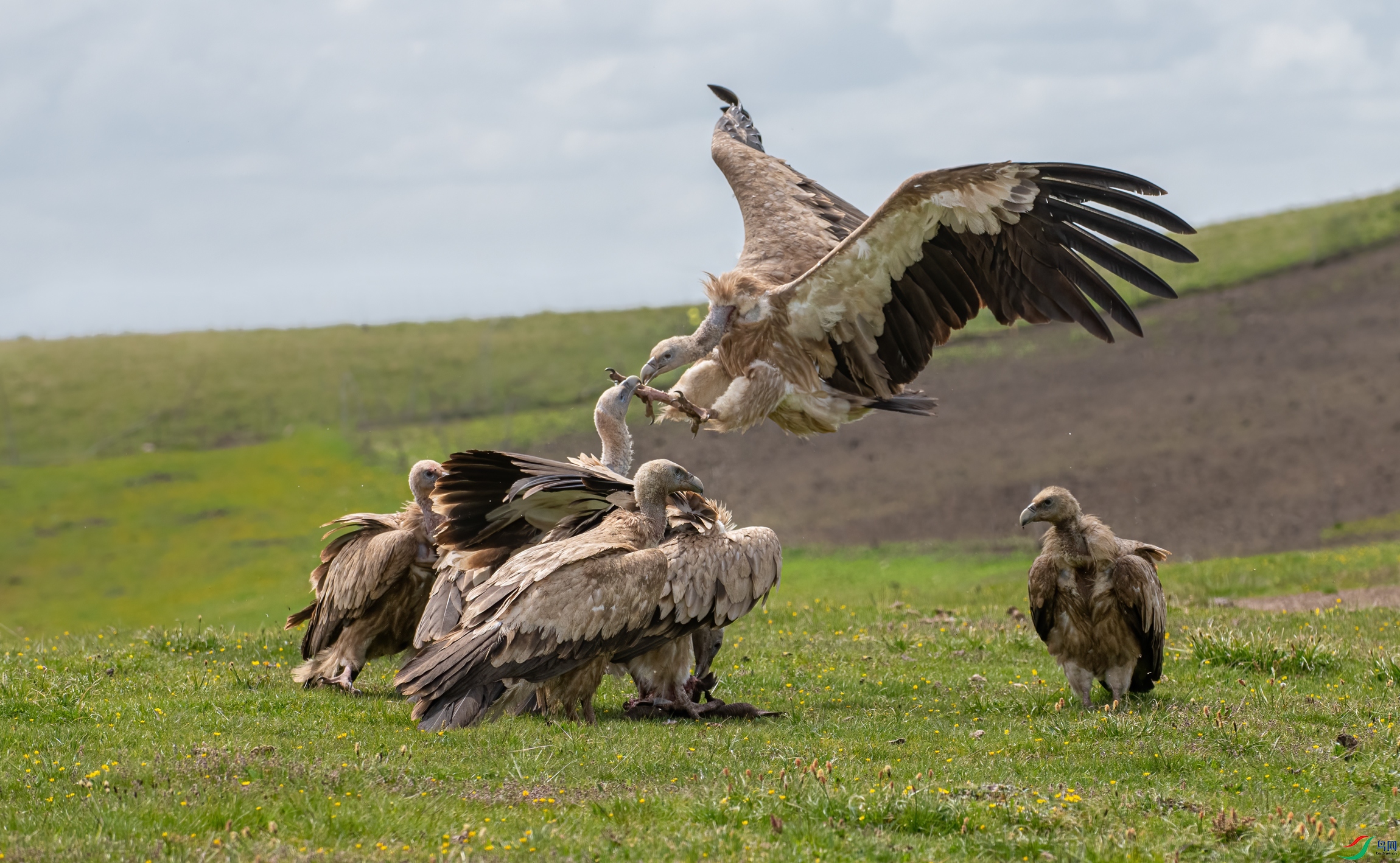 DSC_5155-12.jpg