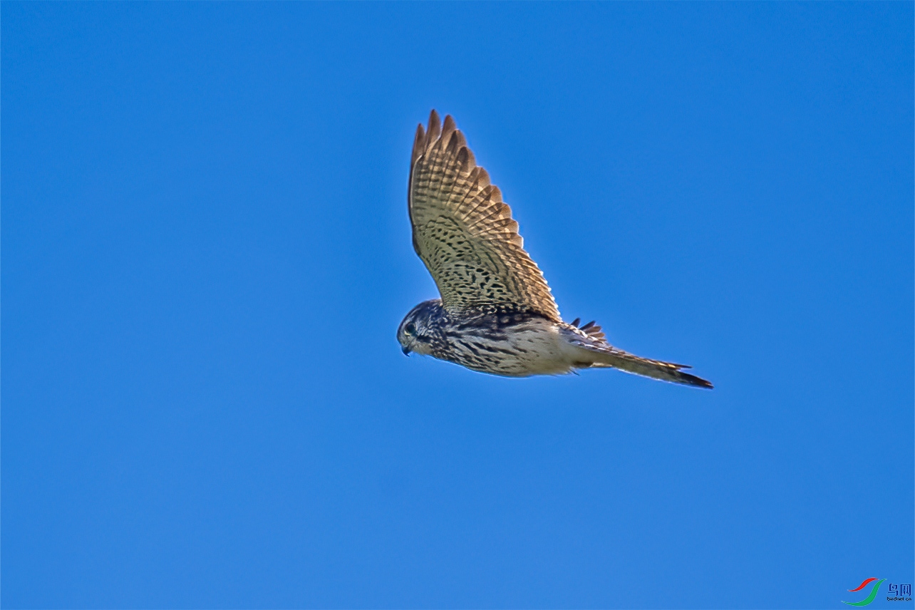 DSC_8340.jpg
