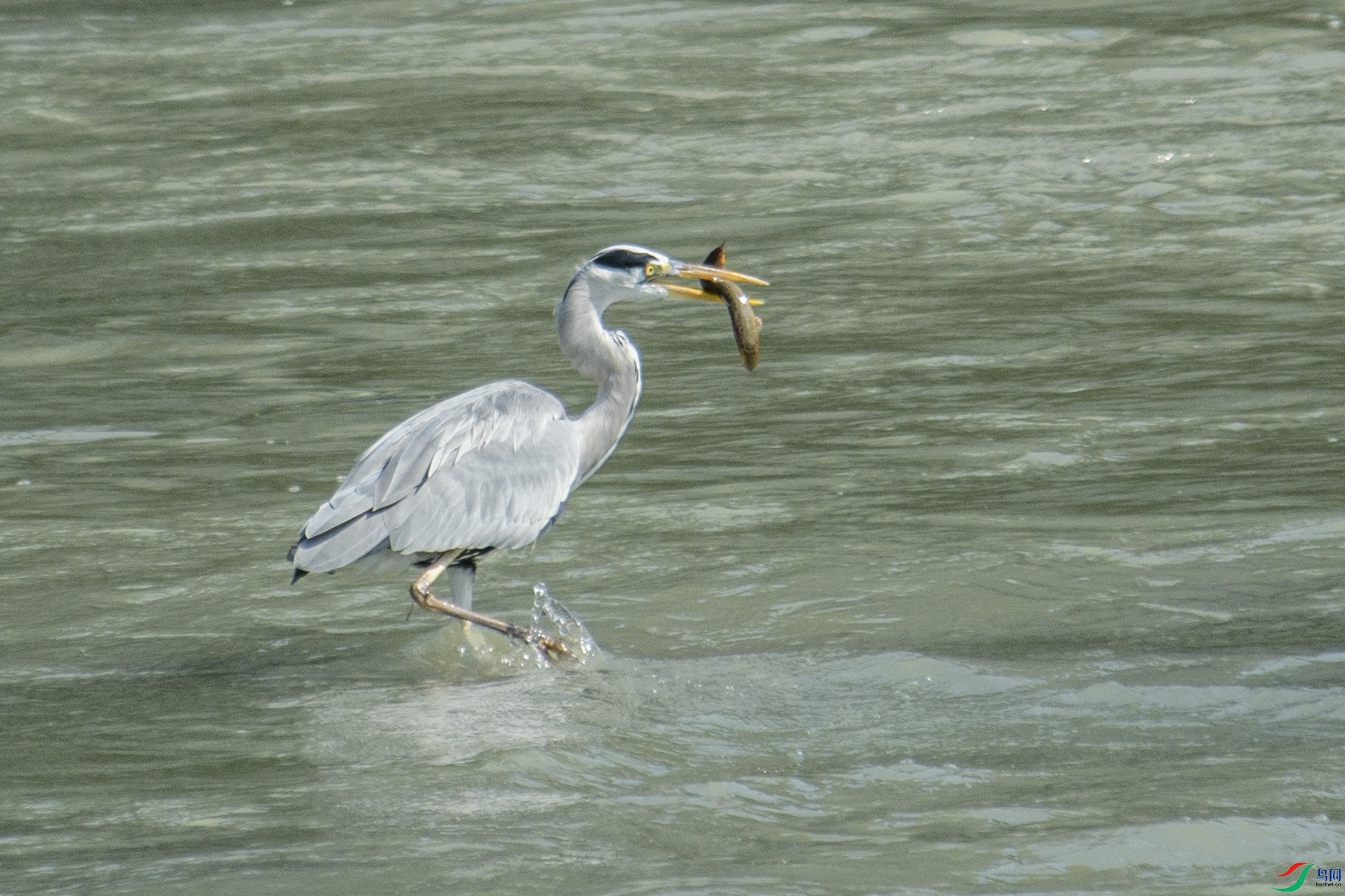 DSC_2217 0.jpg