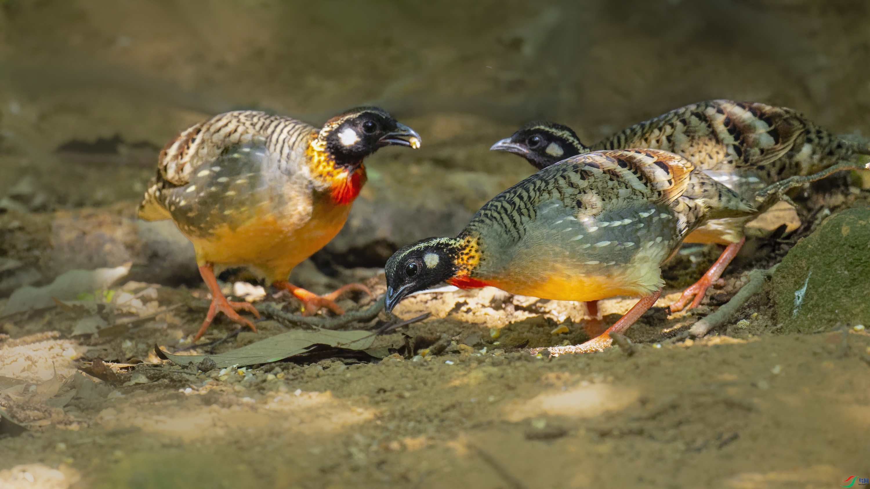 _DSC6861_DxO.jpg