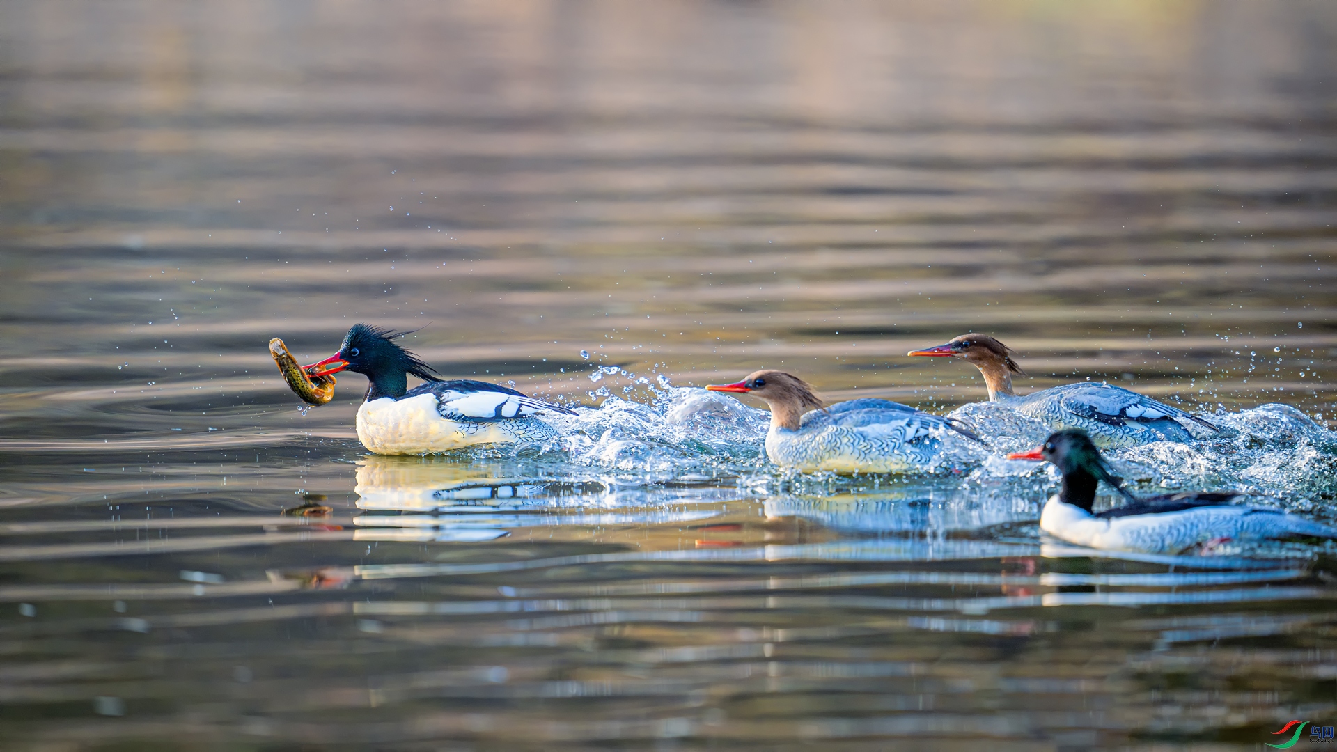 _DSC2961==1w.jpg