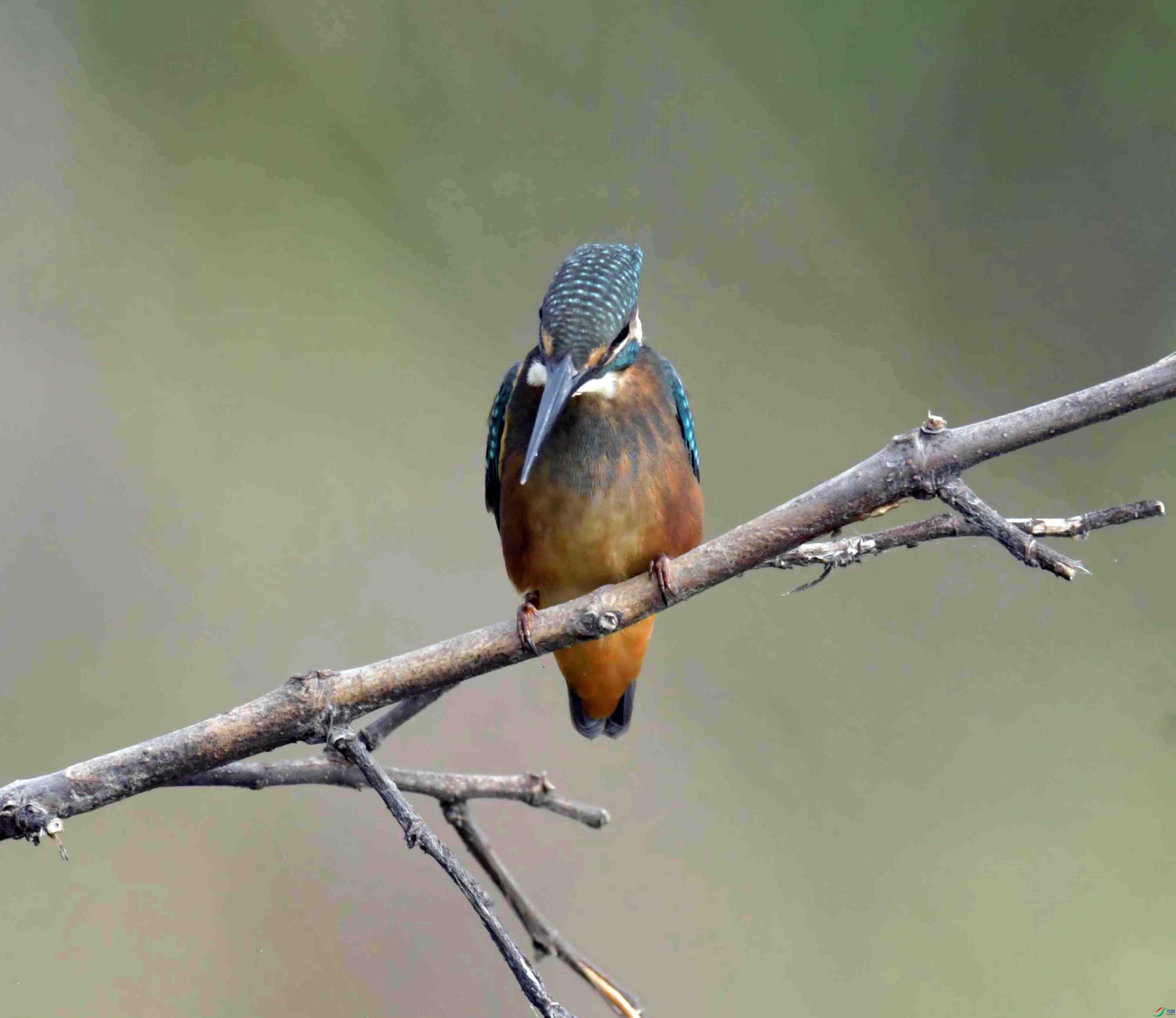 NIKON CORPORATION__Ver.1.11__2022_08_29__f2ffc0.jpg